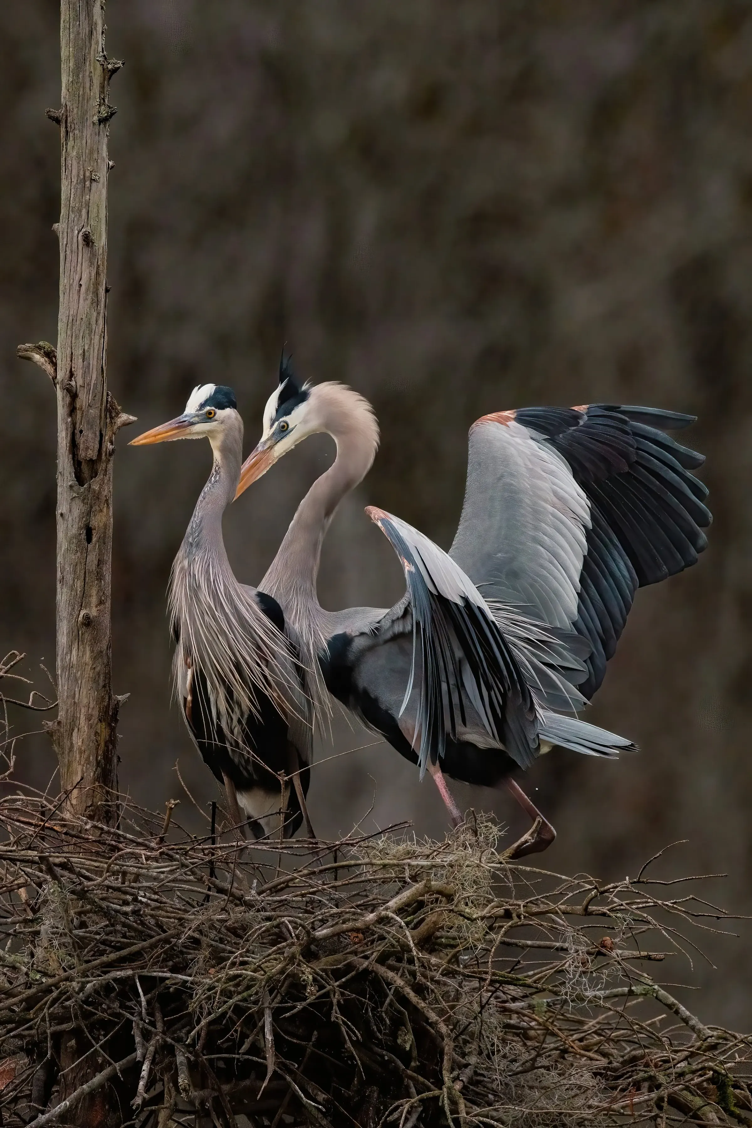 Great Blue Heron — photograph 10