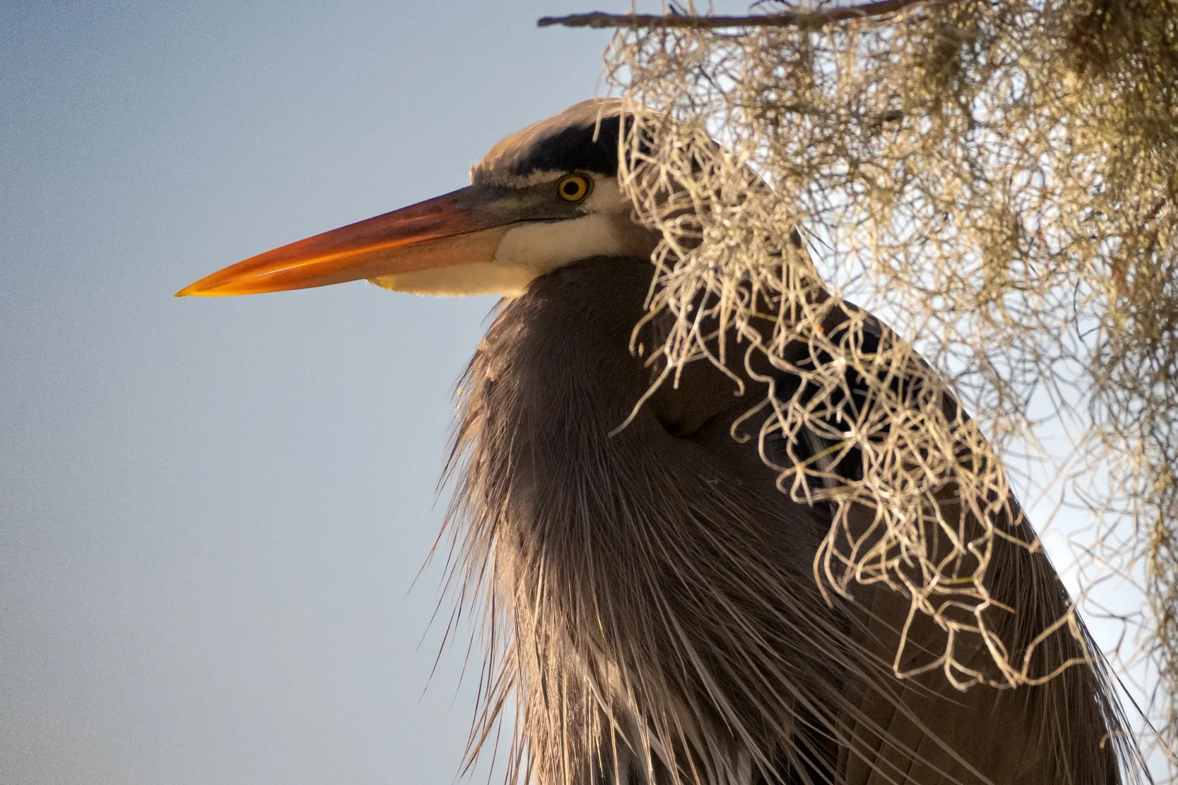 Great Blue Heron — photograph 5