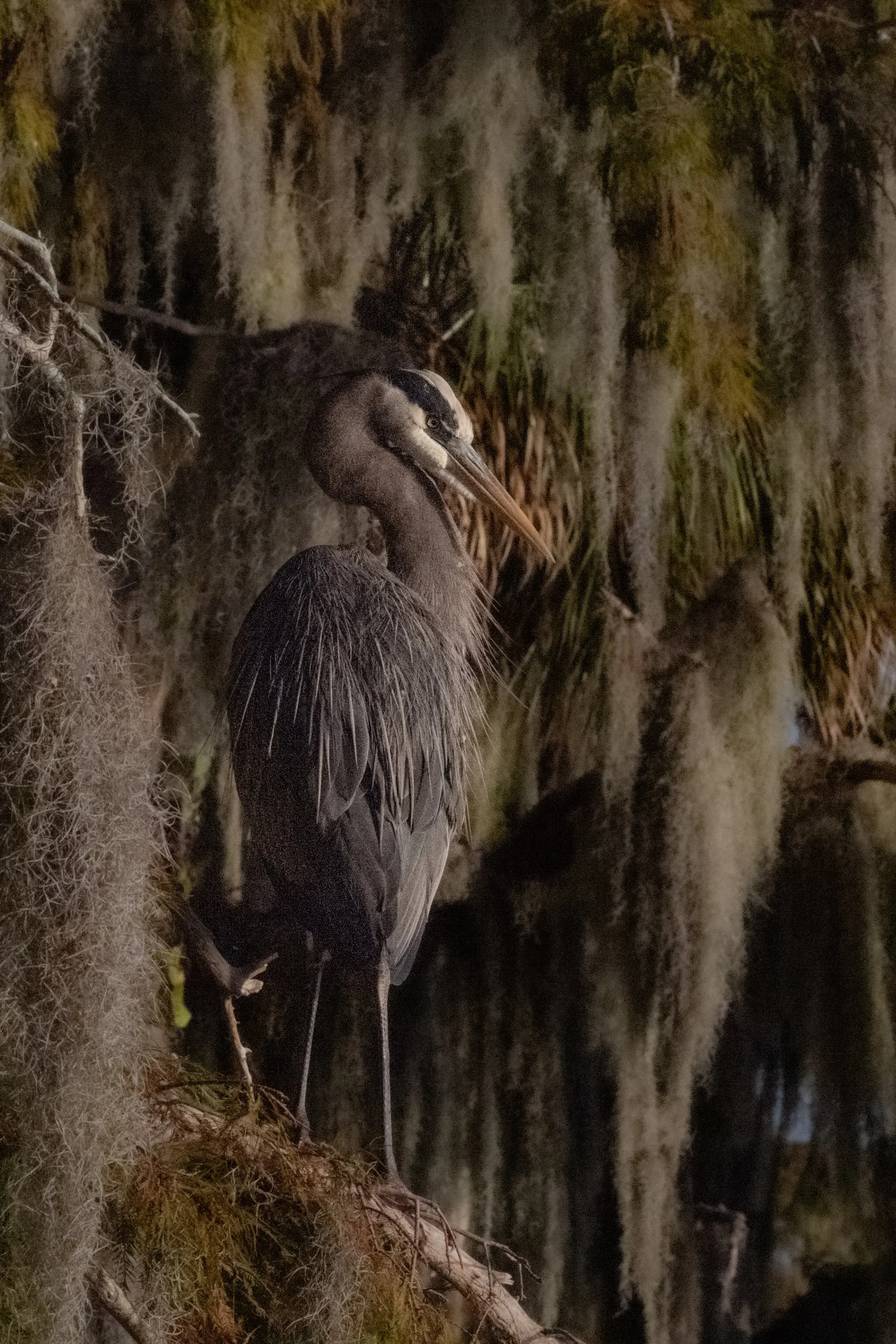 Great Blue Heron — photograph 6