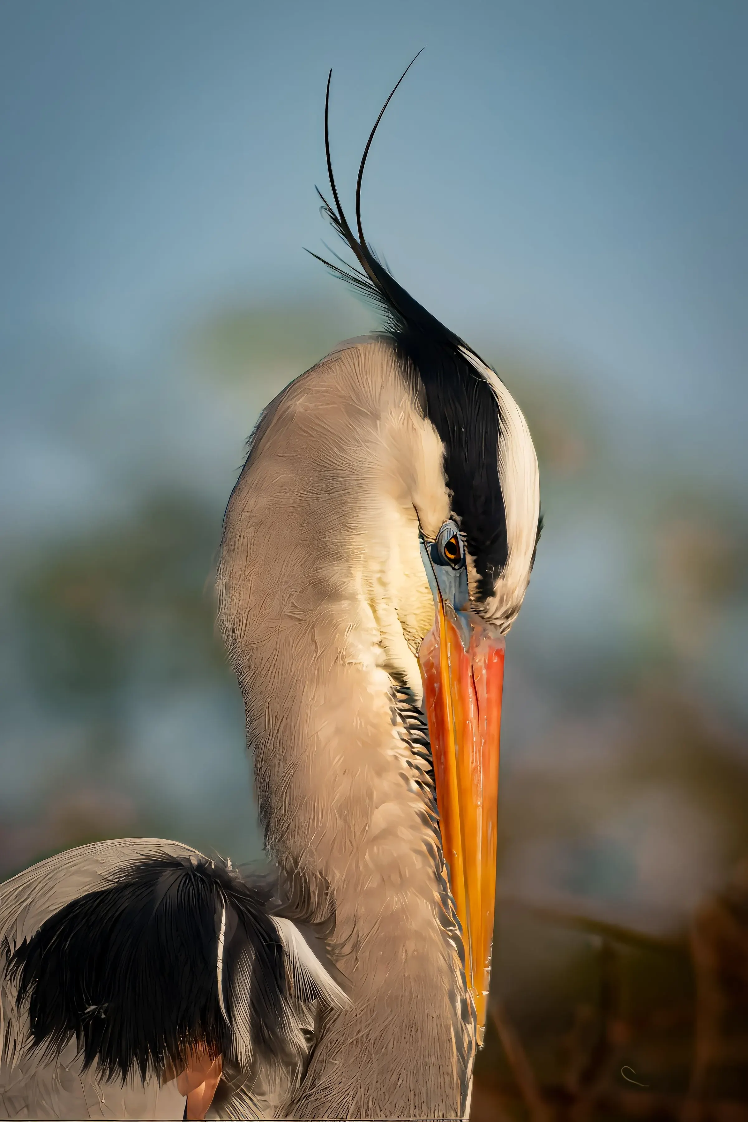 Great Blue Heron — photograph 24