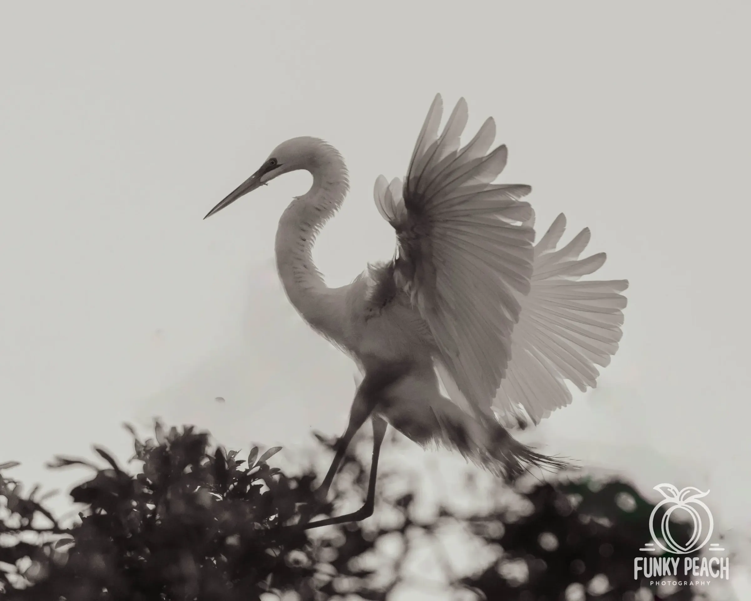 Great Egrets — photograph 39