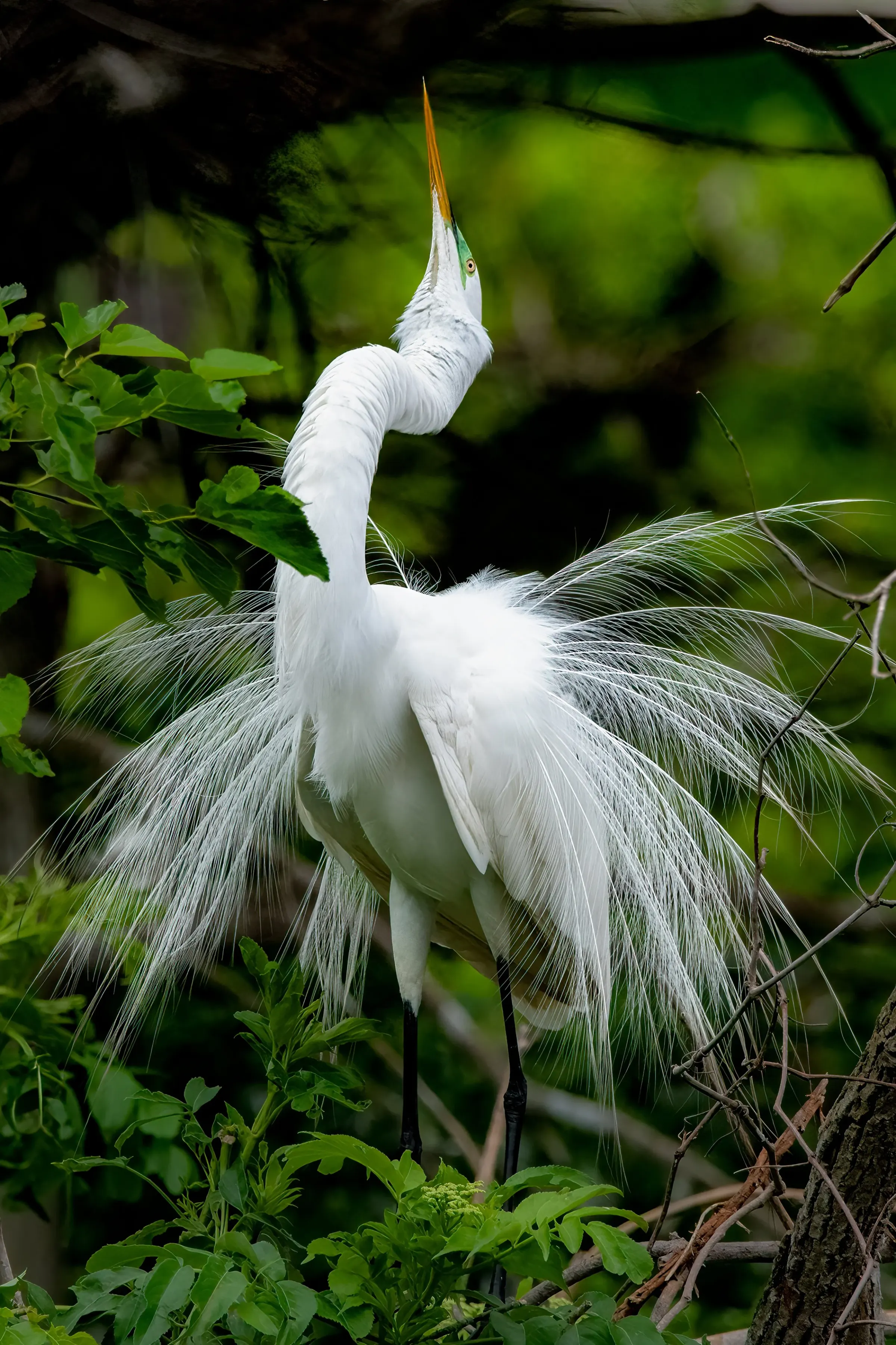 Great Egrets — photograph 19