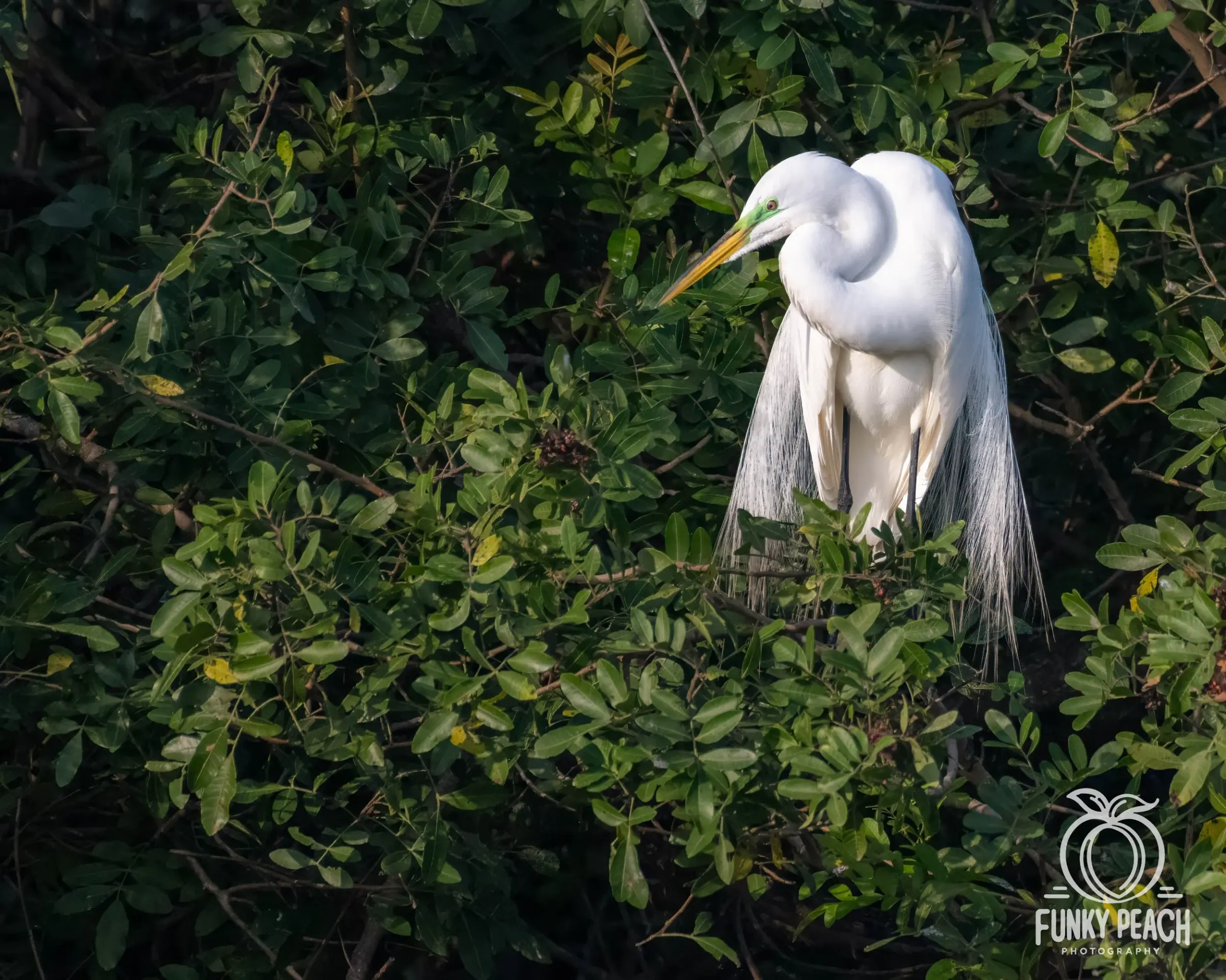 Great Egrets — photograph 48