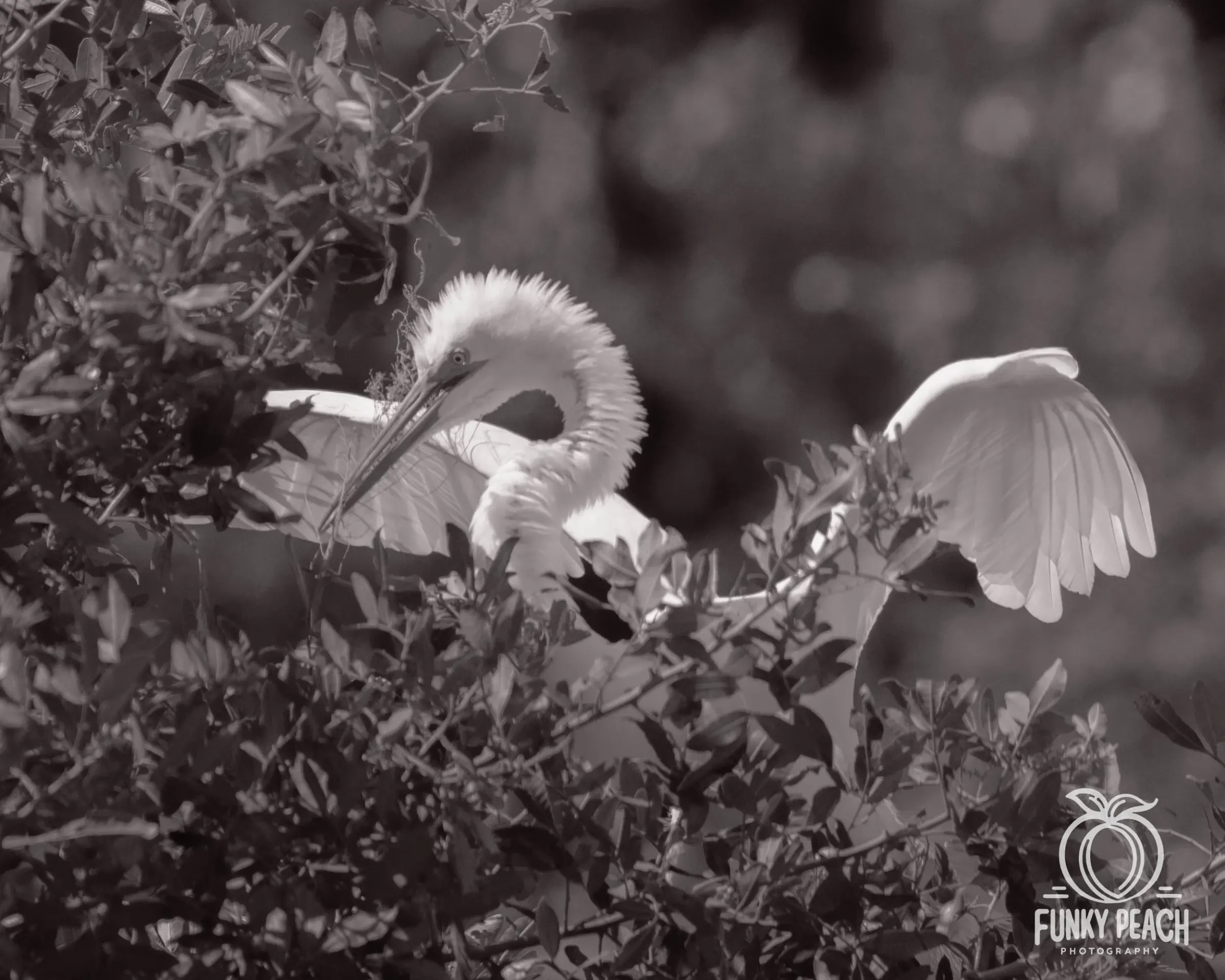 Great Egrets — photograph 72