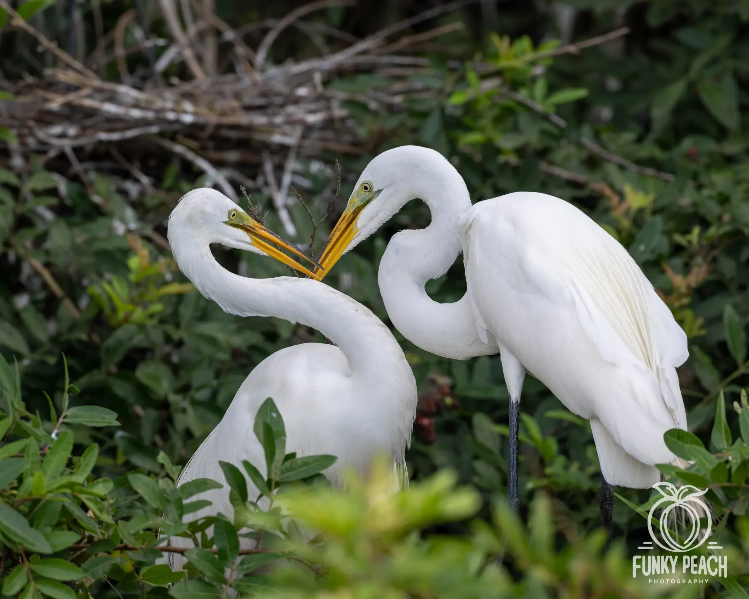 Great Egrets — photograph 66