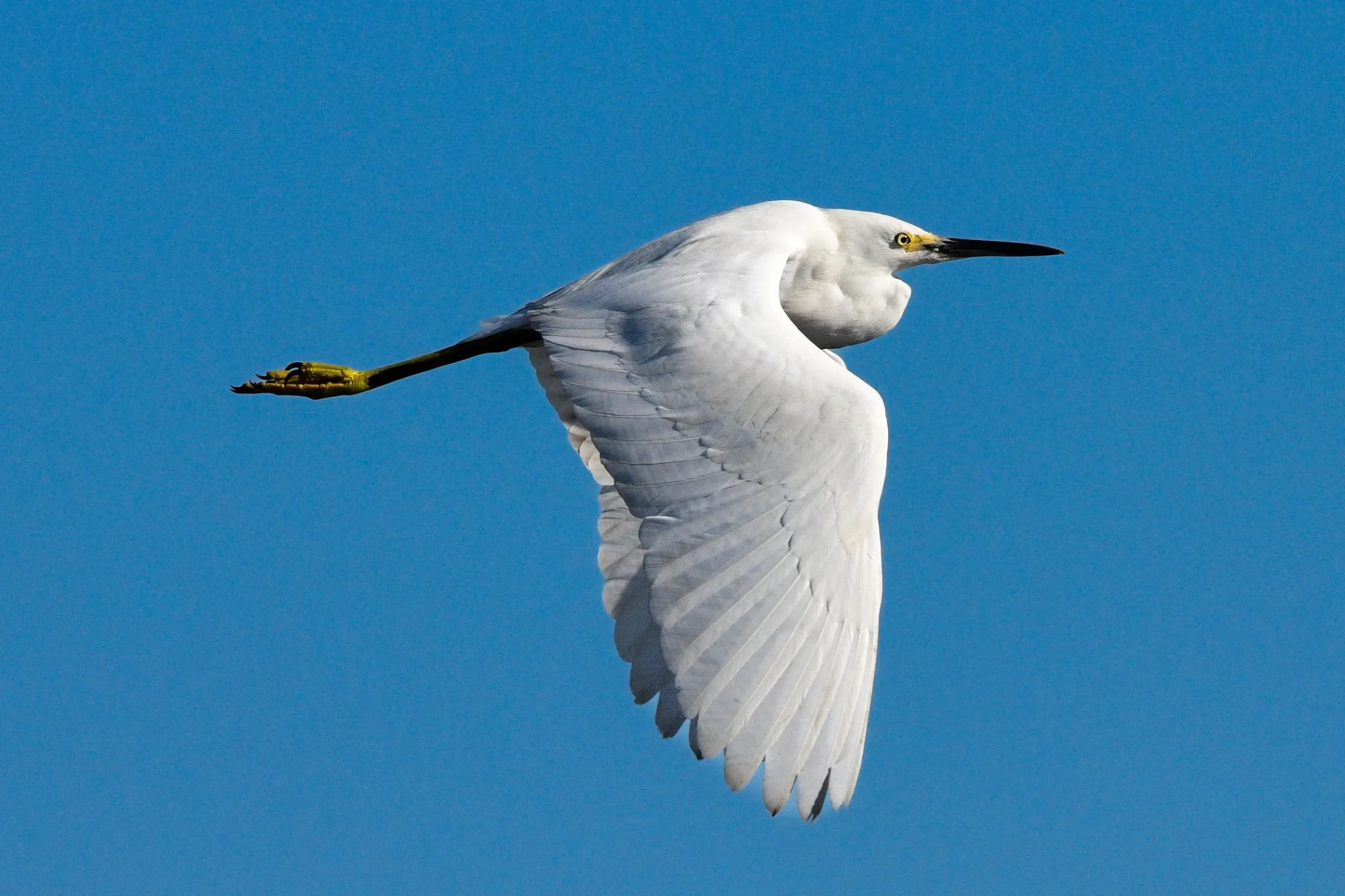 Great Egrets — photograph 9