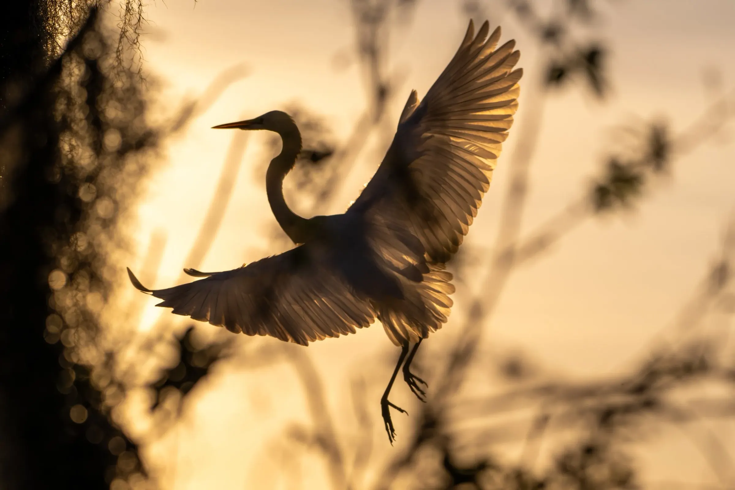 Great Egrets — photograph 27