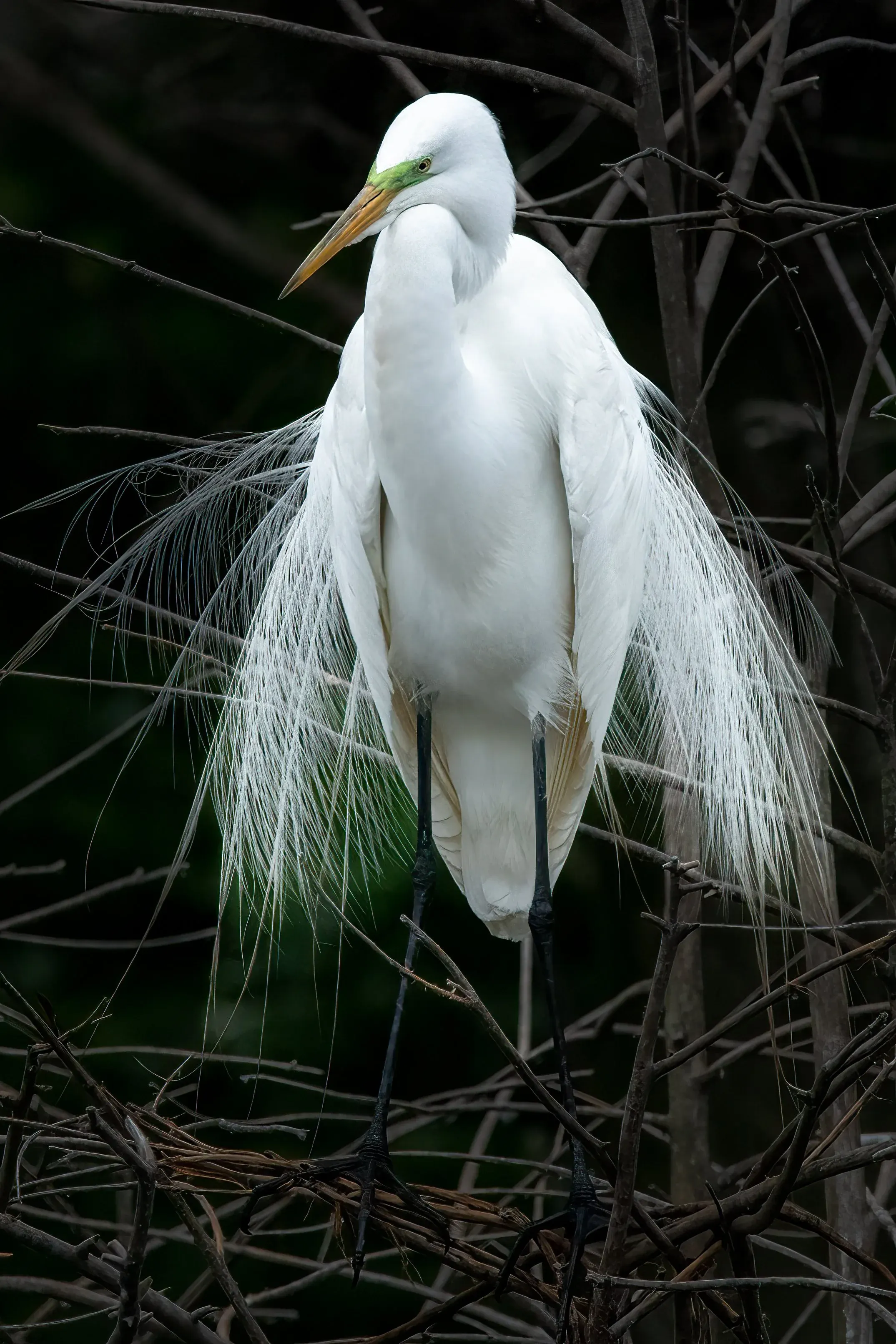 Great Egrets — photograph 16