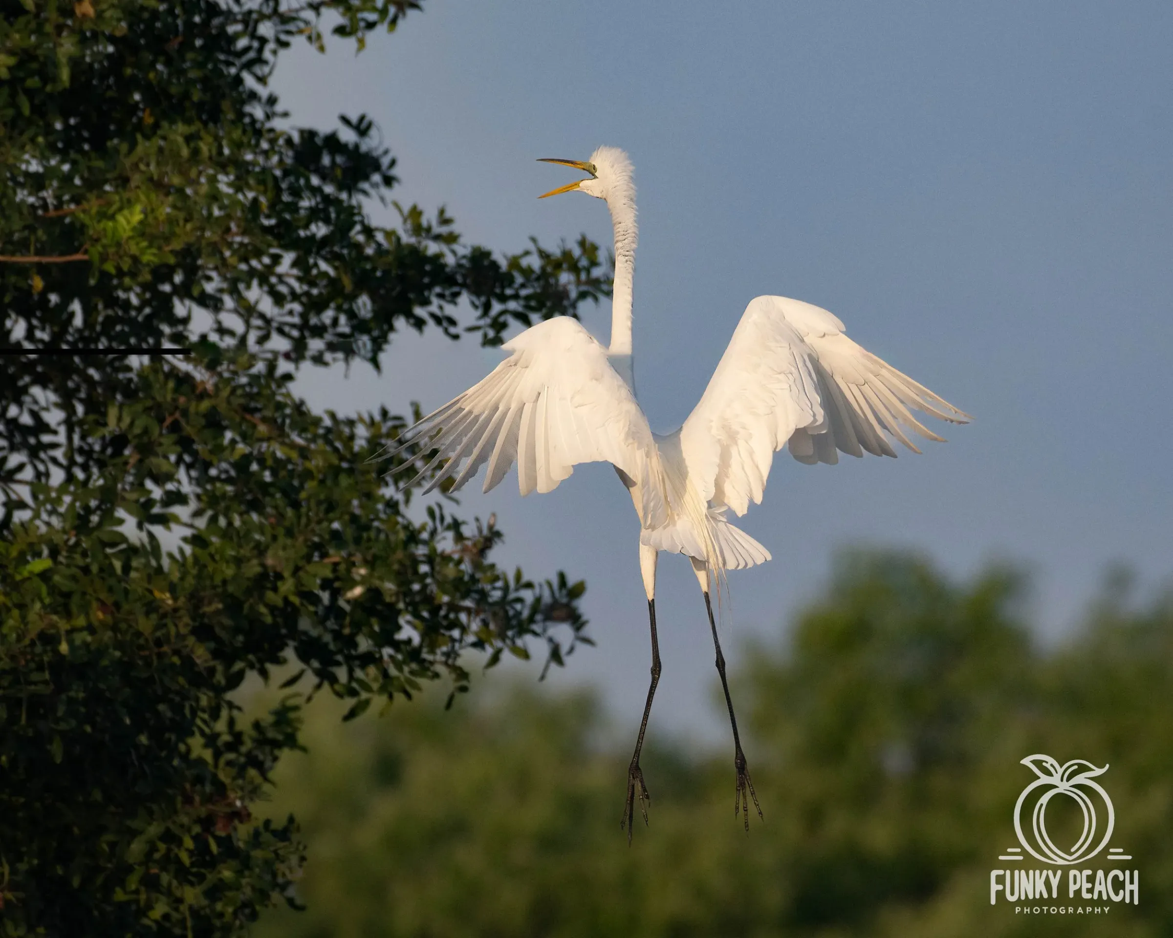 Great Egrets — photograph 33