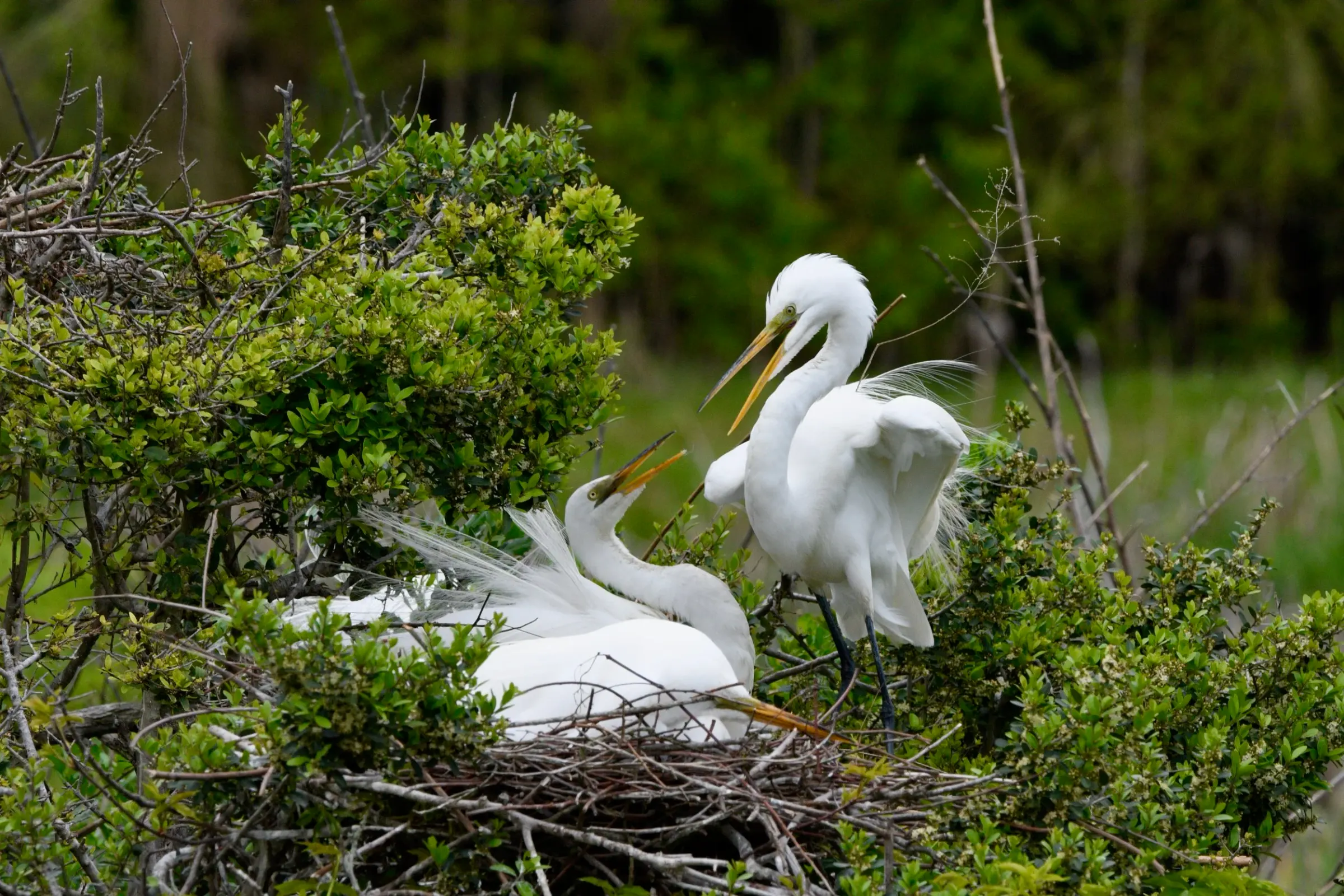 Great Egrets — photograph 22