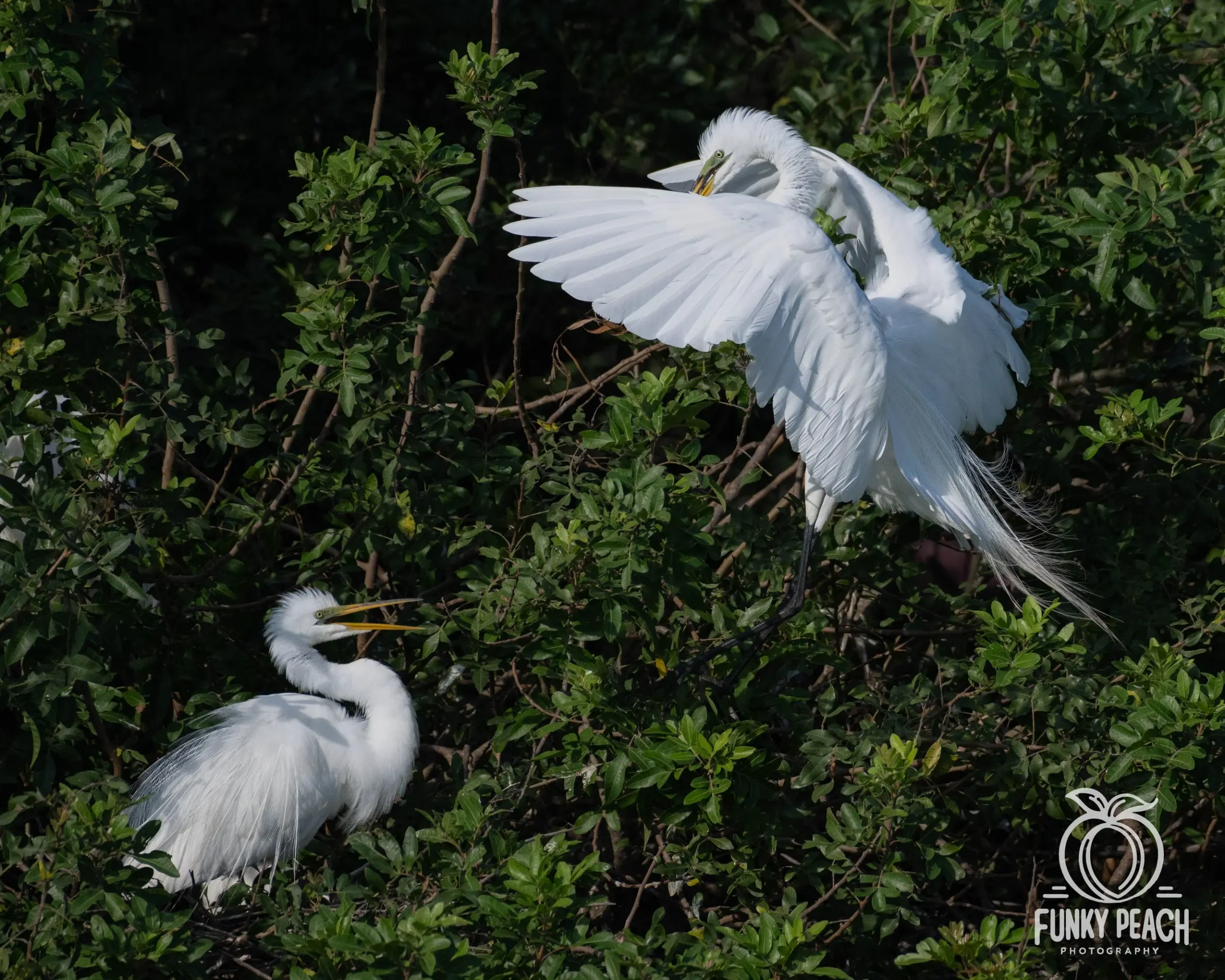 Great Egrets — photograph 60