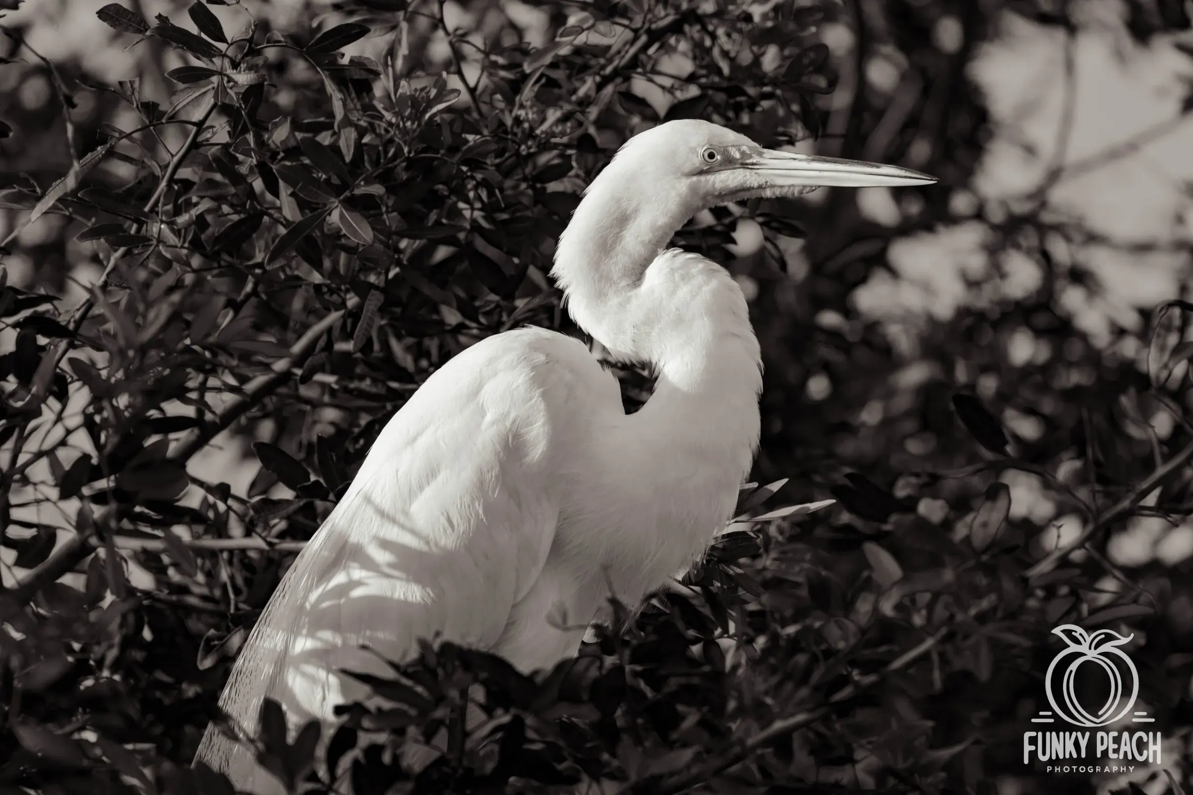Great Egrets — photograph 53