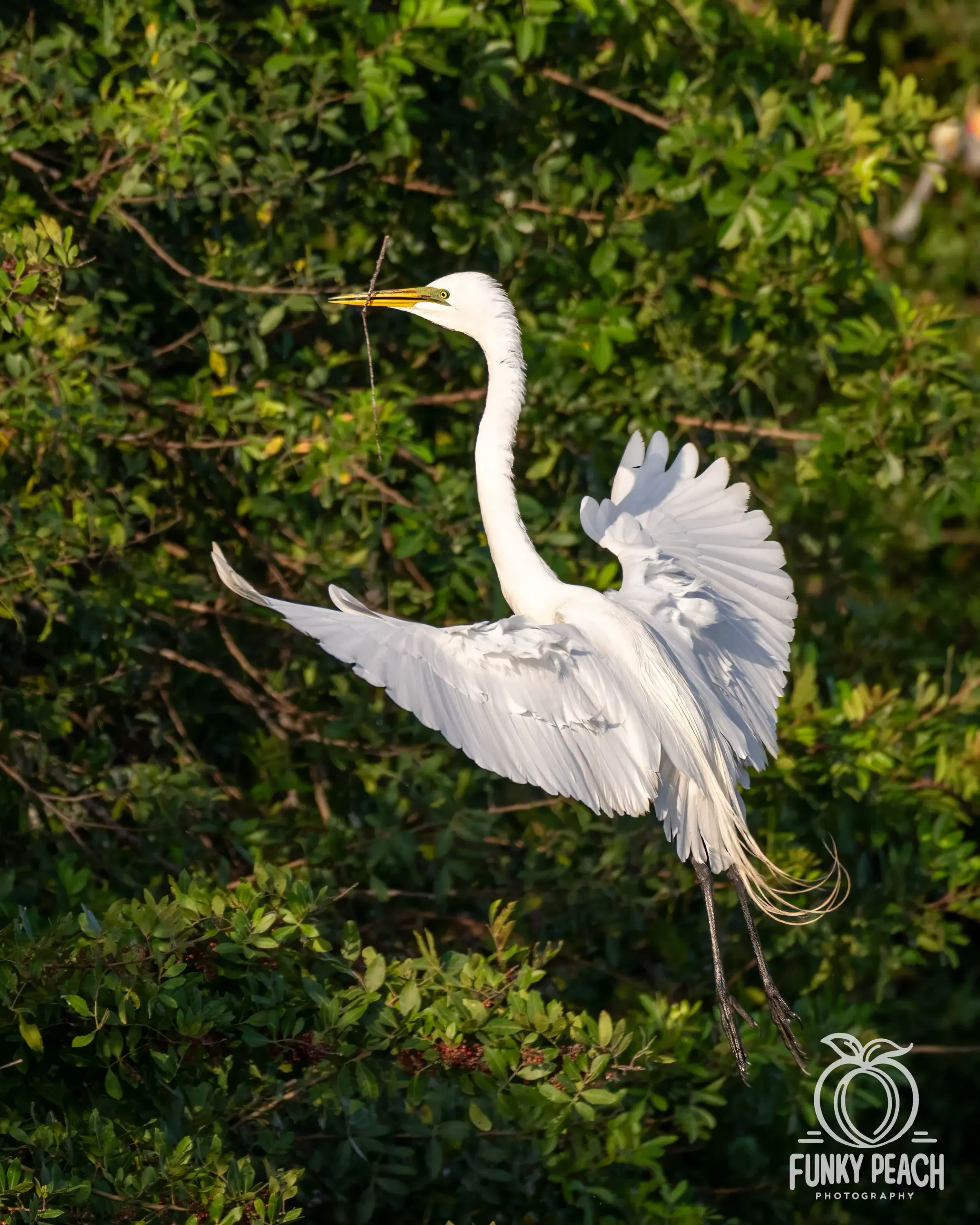 Great Egrets — photograph 43