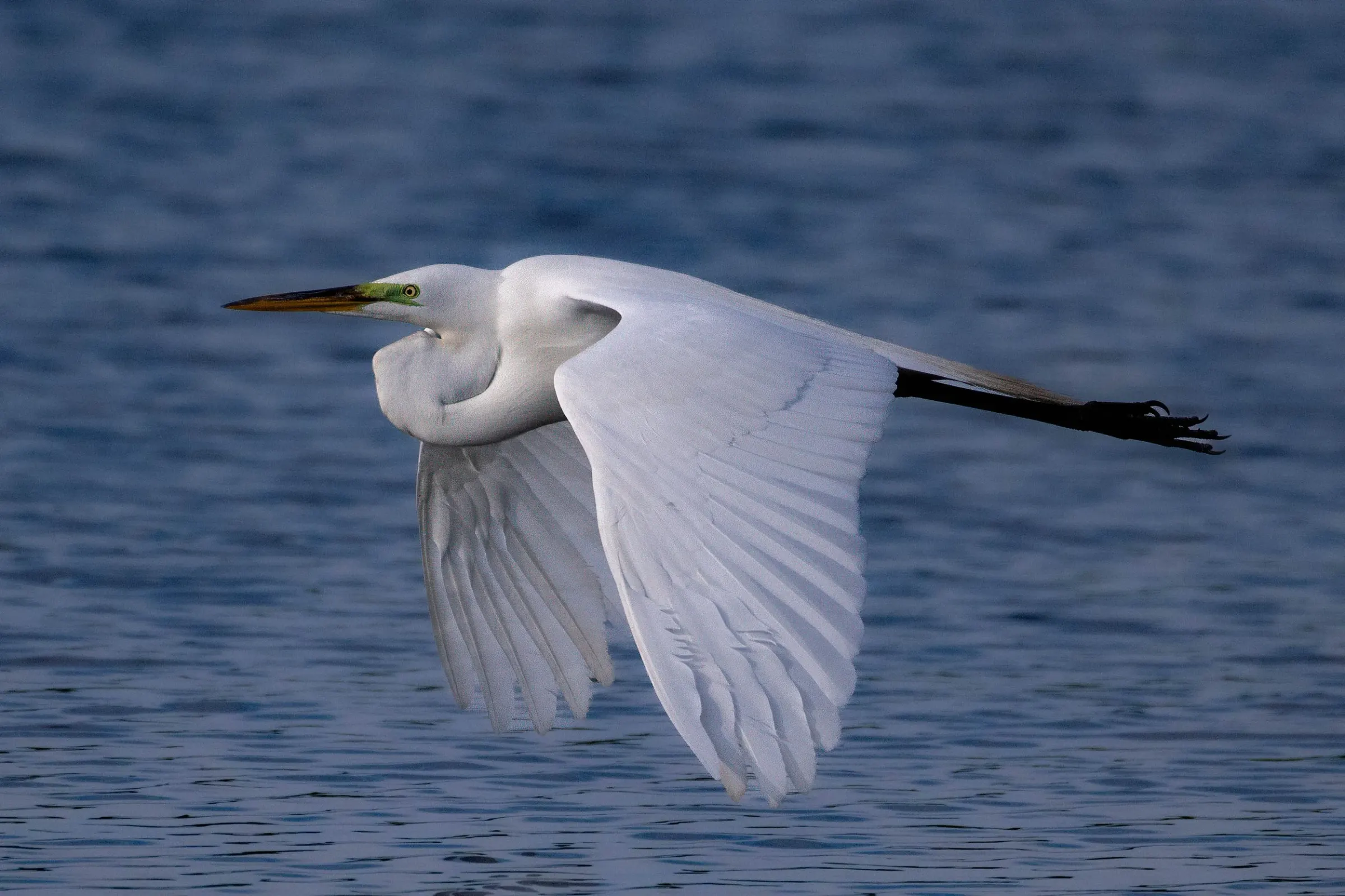 Great Egrets — photograph 29