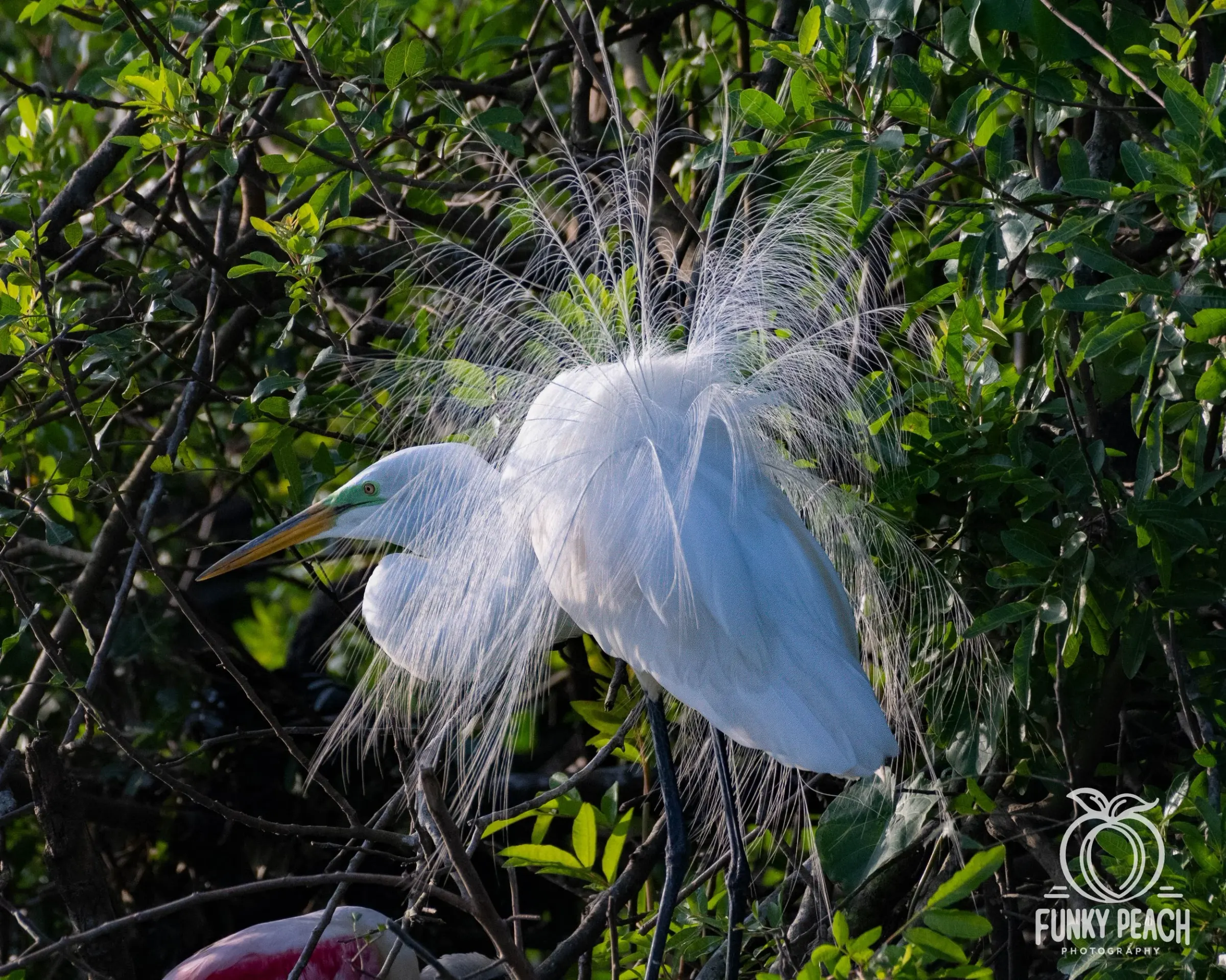 Great Egrets — photograph 41