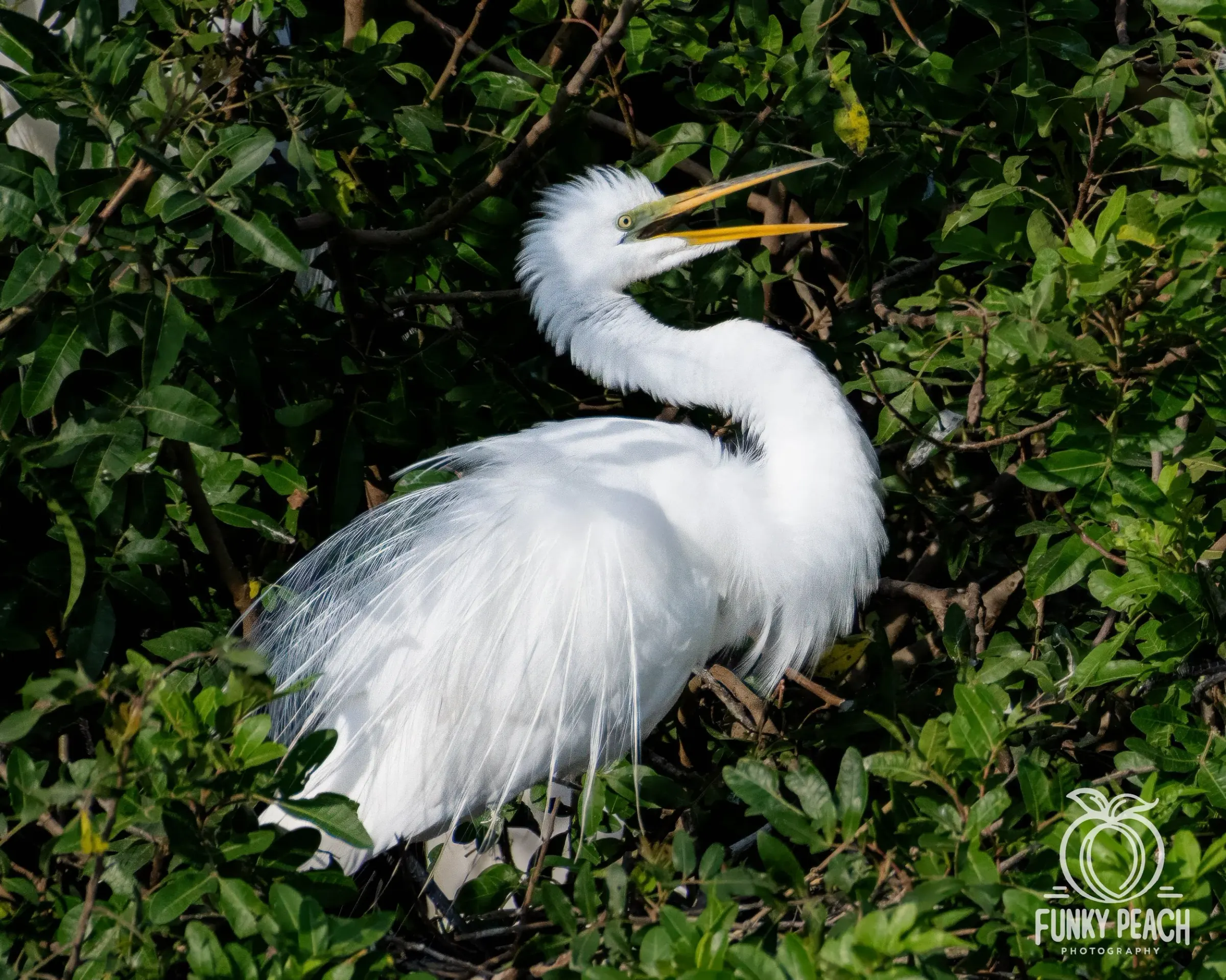 Great Egrets — photograph 61