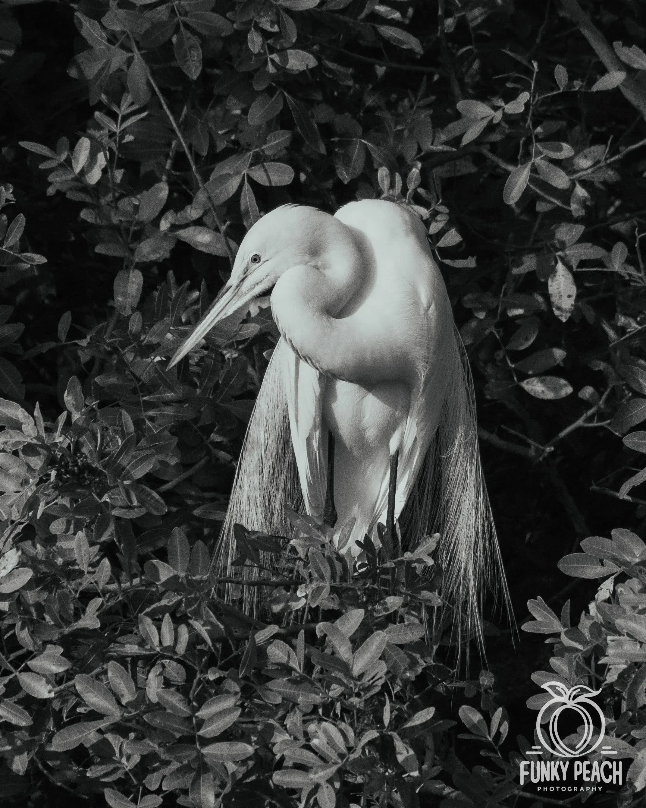 Great Egrets — photograph 47