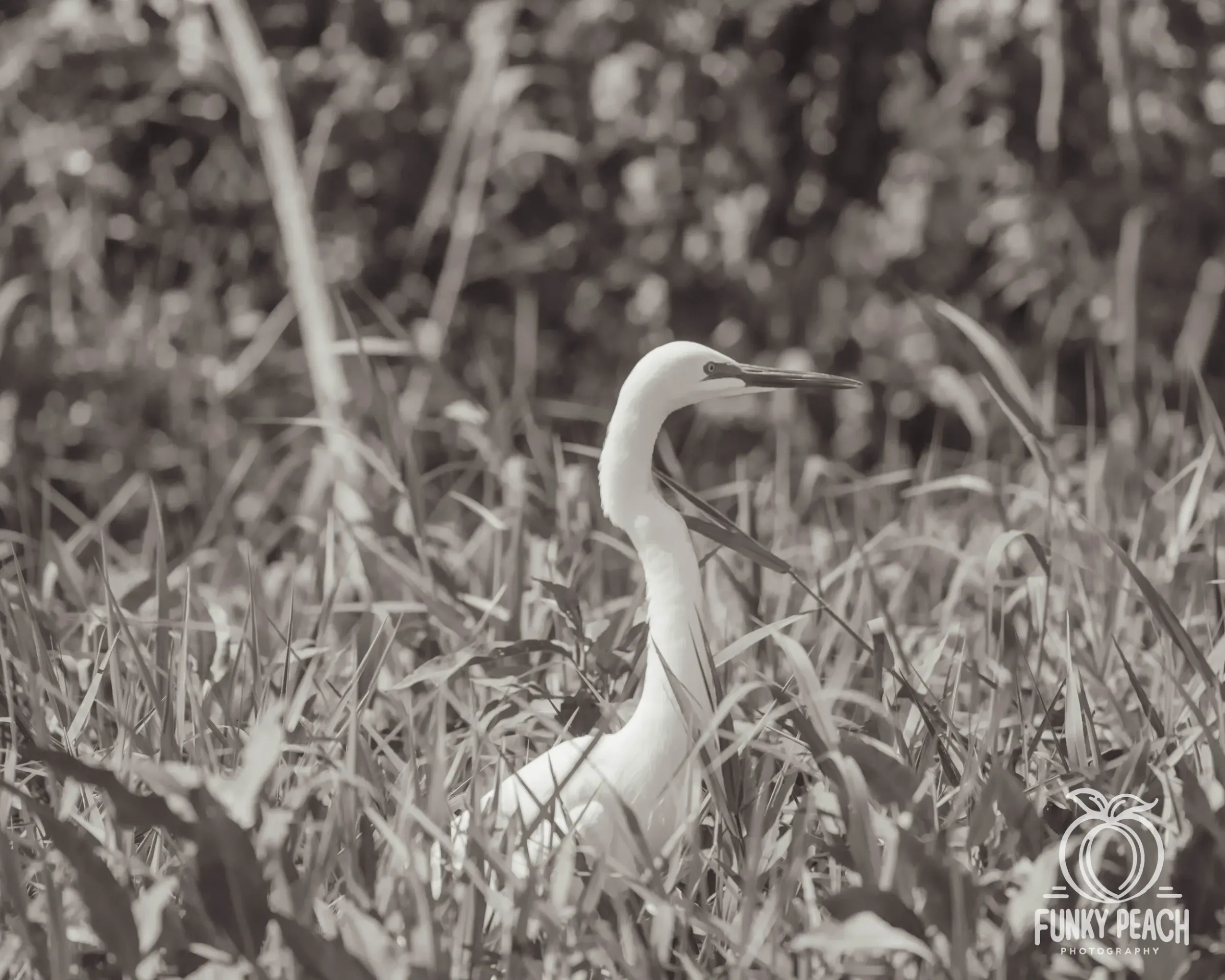 Great Egrets — photograph 74