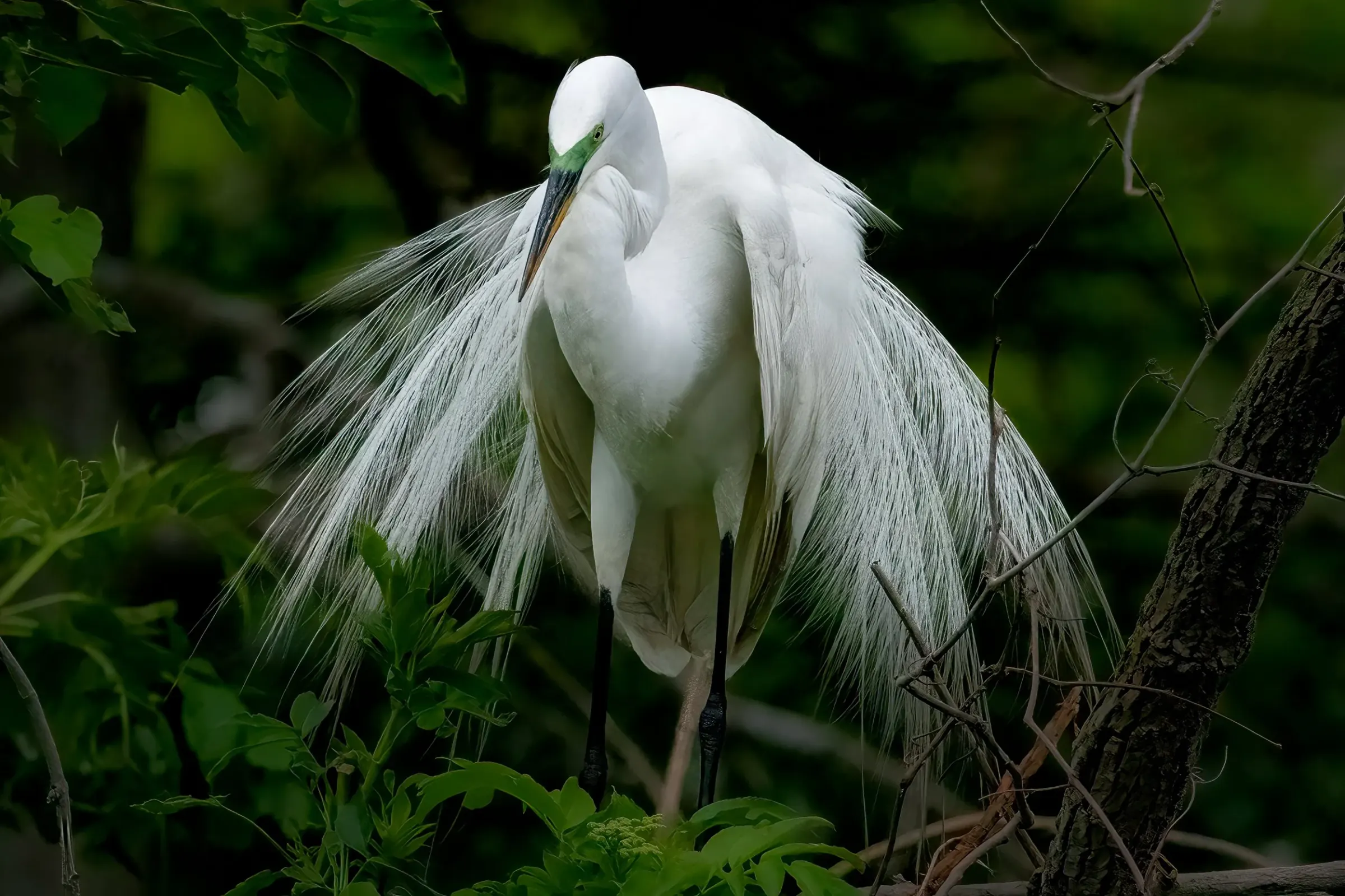 Great Egrets — photograph 17