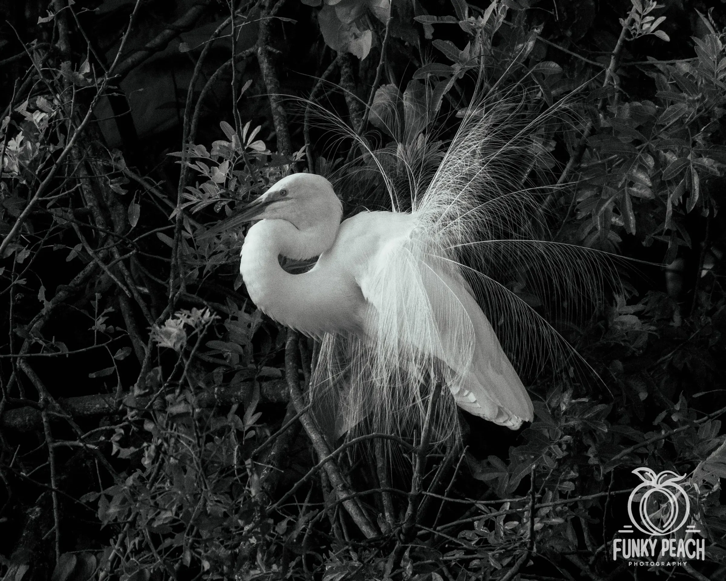 Great Egrets — photograph 50