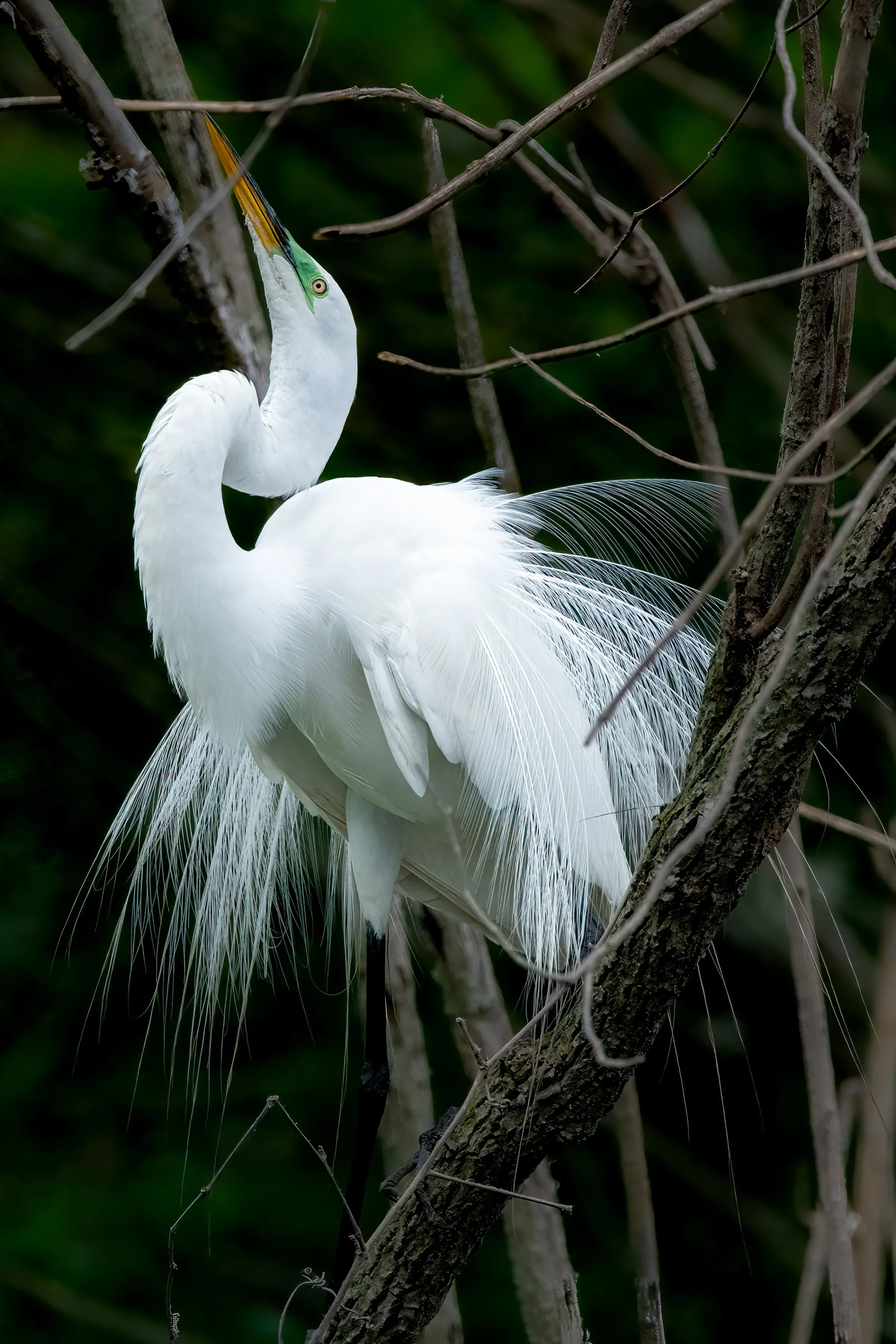 Great Egrets — photograph 14