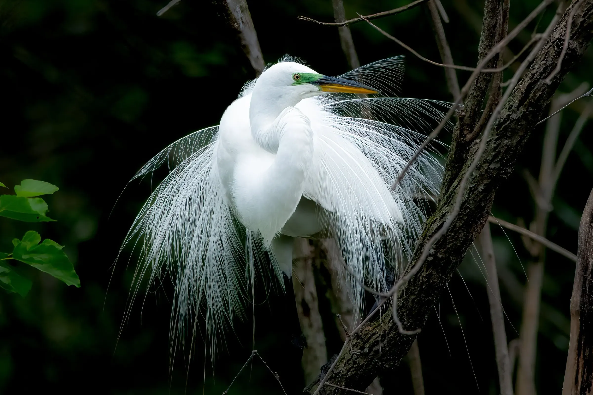 Great Egrets — photograph 13