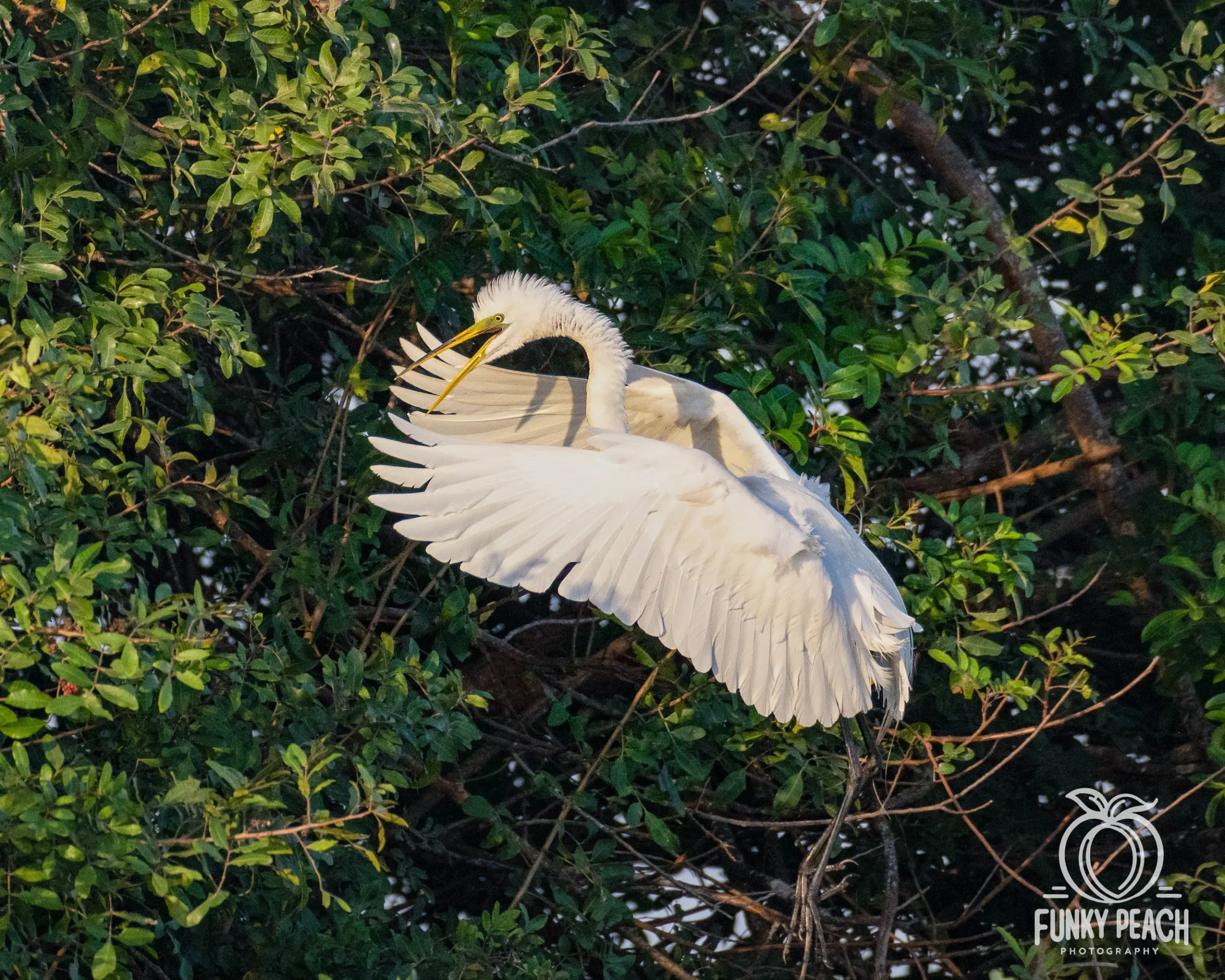 Great Egrets — photograph 35