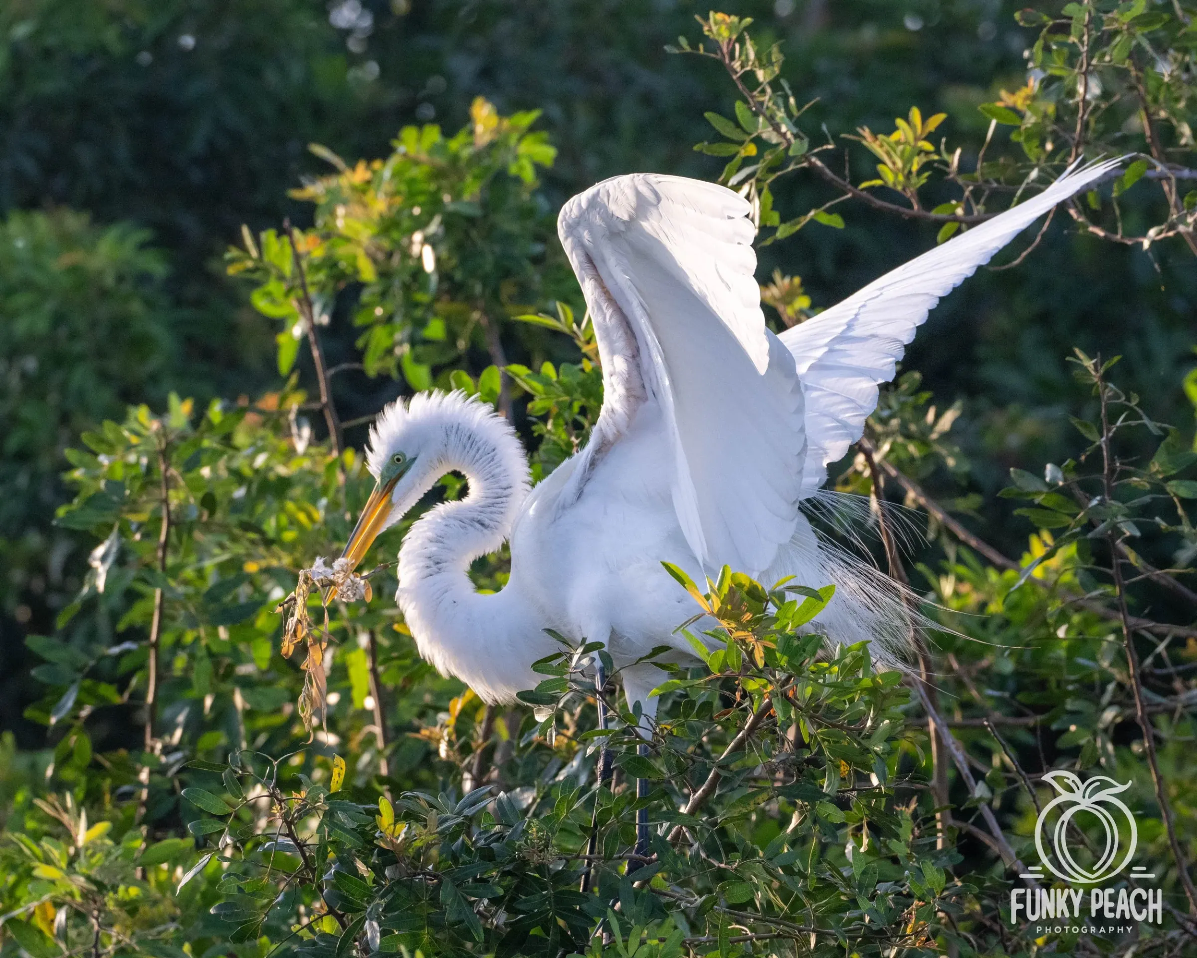 Great Egrets — photograph 36