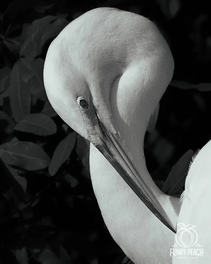Great Egrets — photograph 64