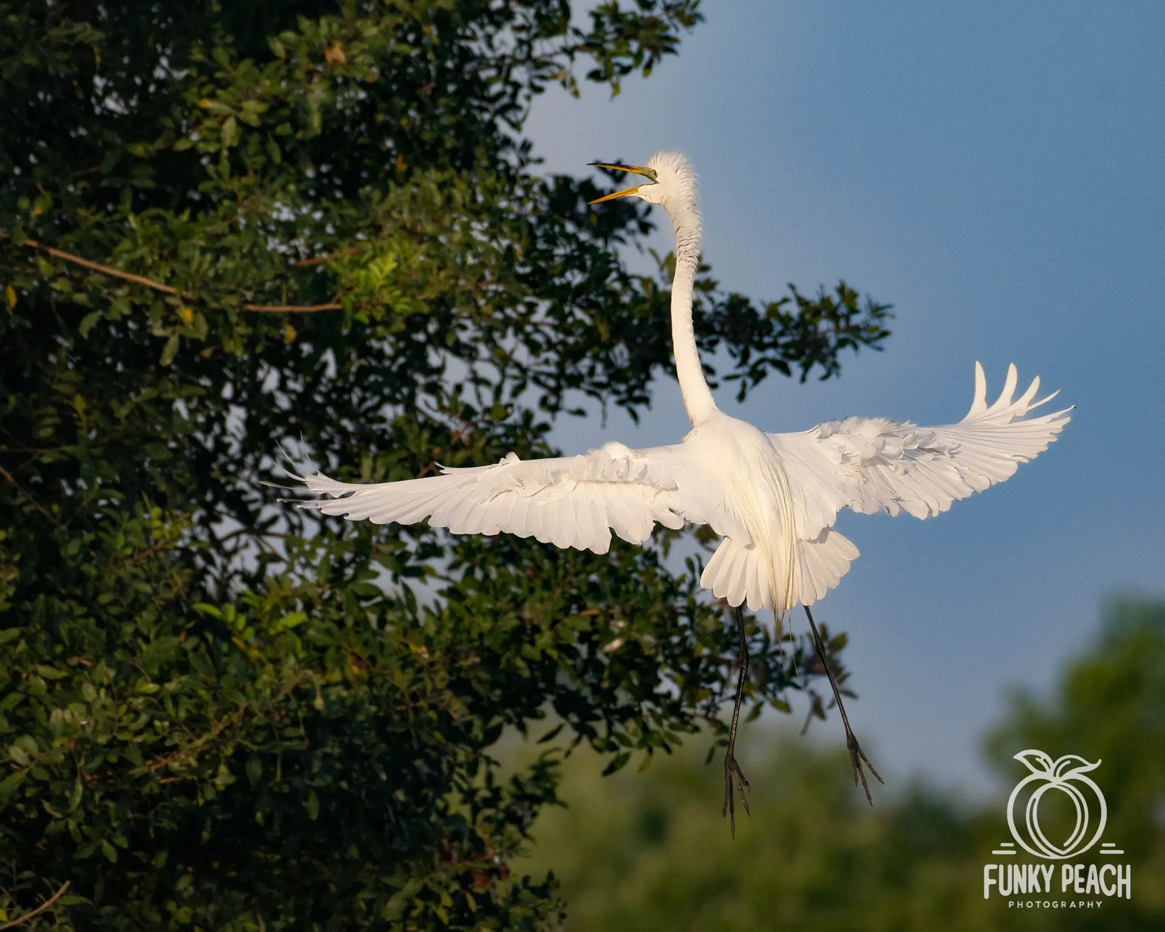 Great Egrets — photograph 34