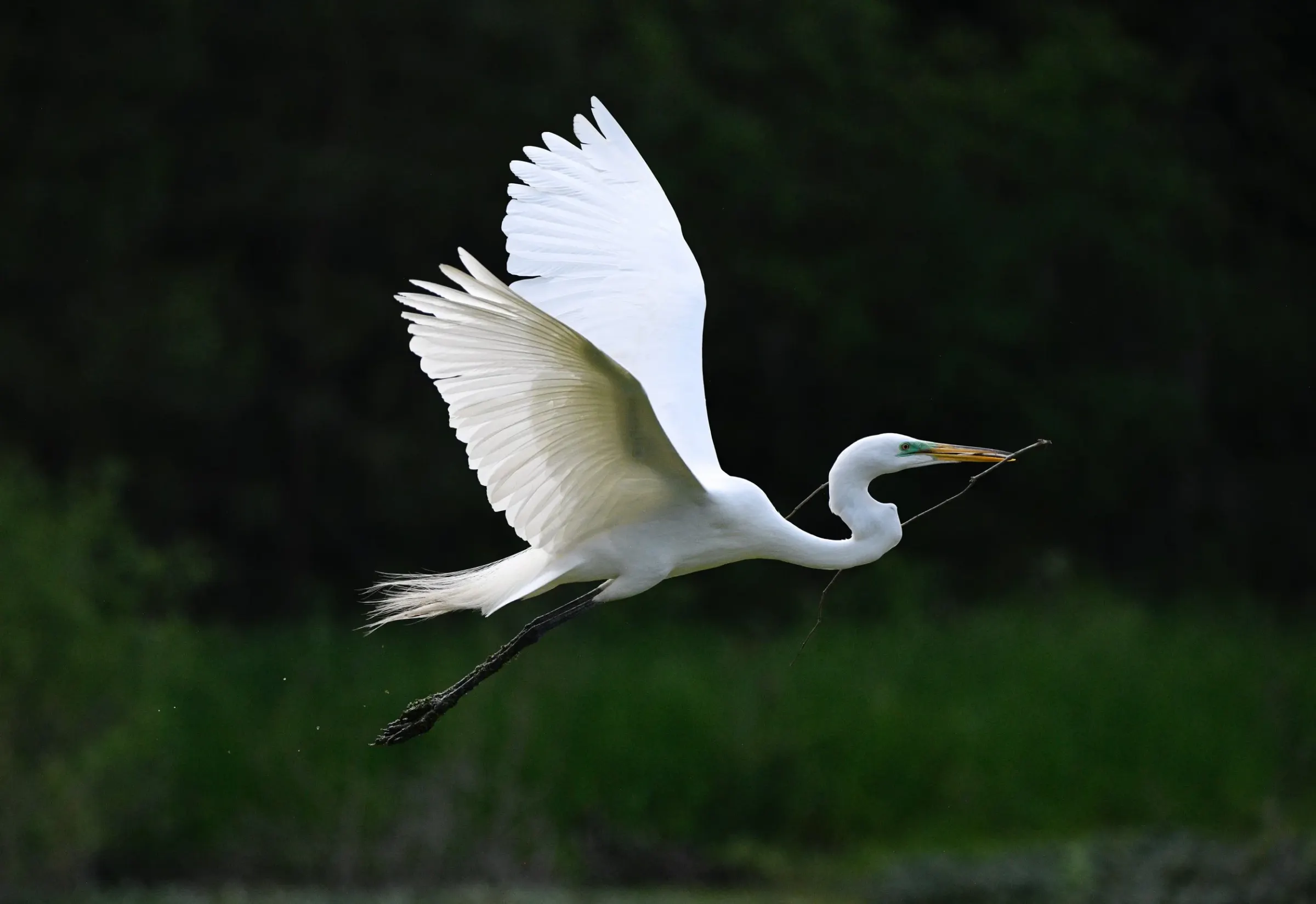 Great Egrets — photograph 7