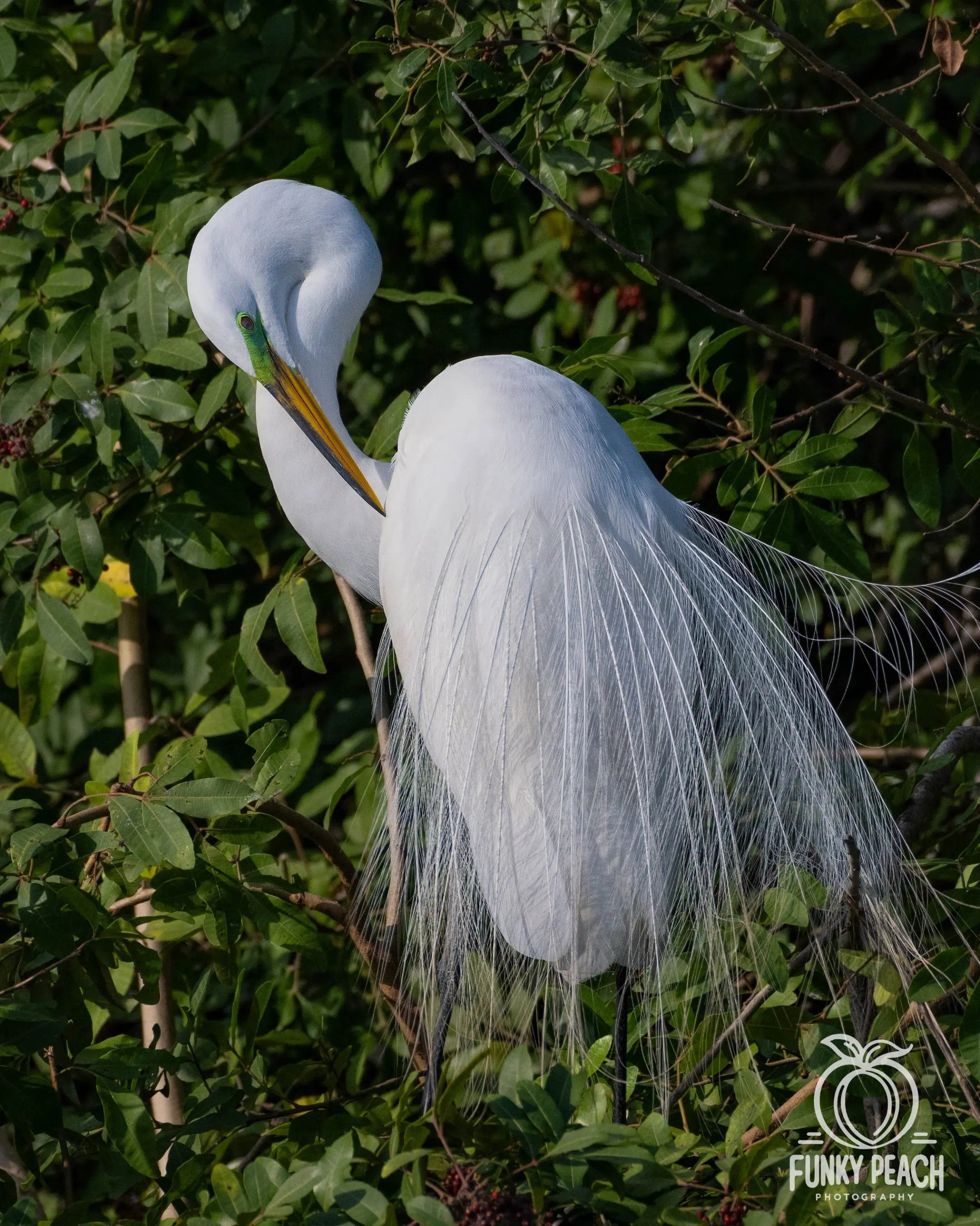 Great Egrets — photograph 65
