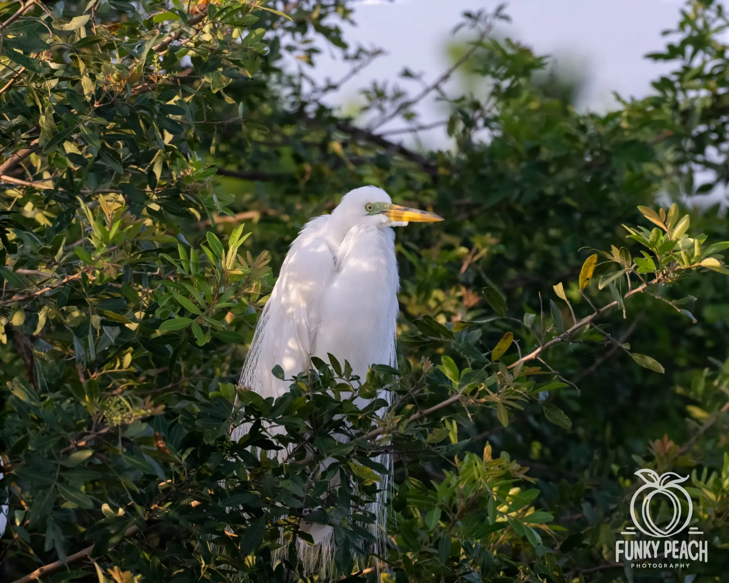 Great Egrets — photograph 32