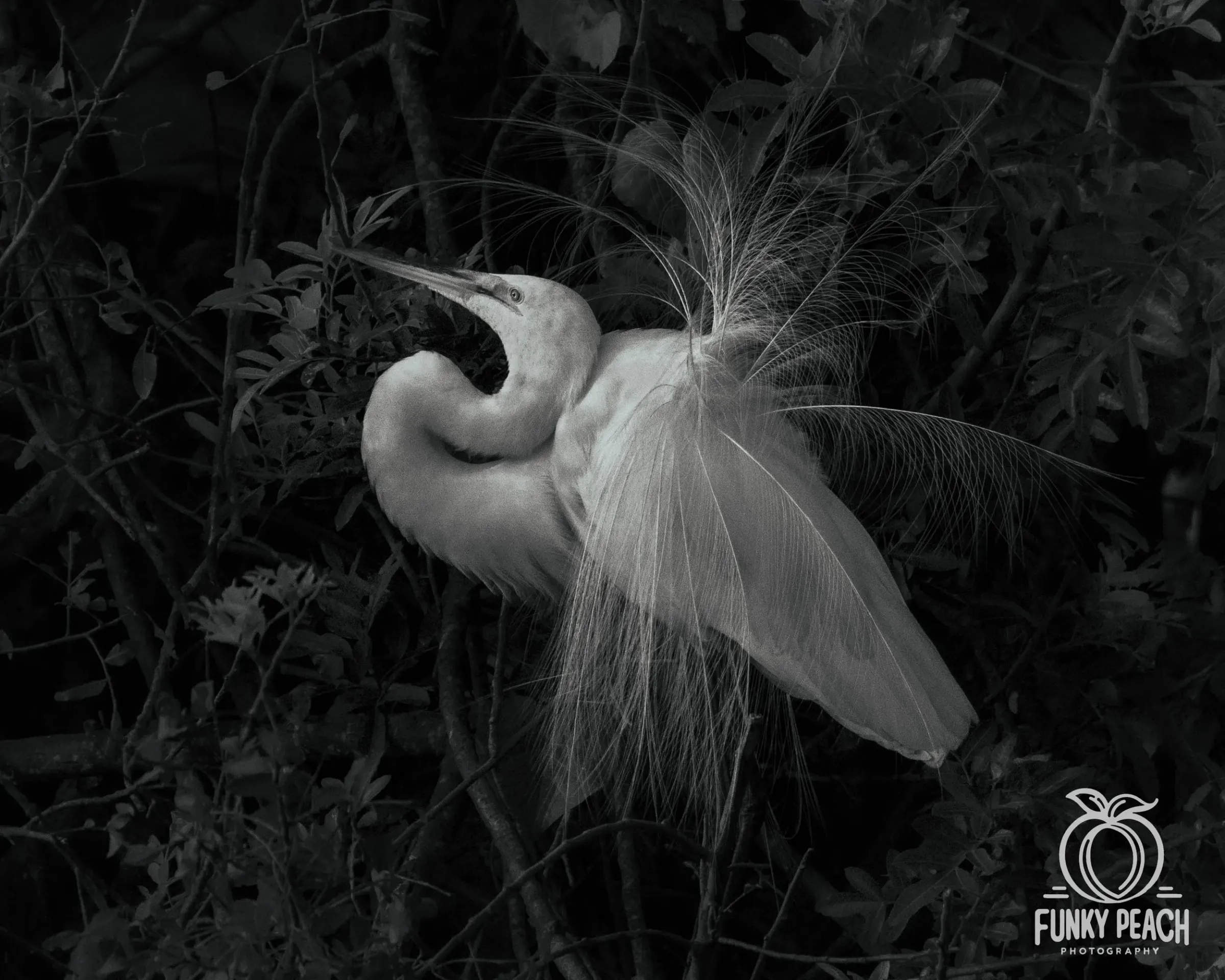 Great Egrets — photograph 49