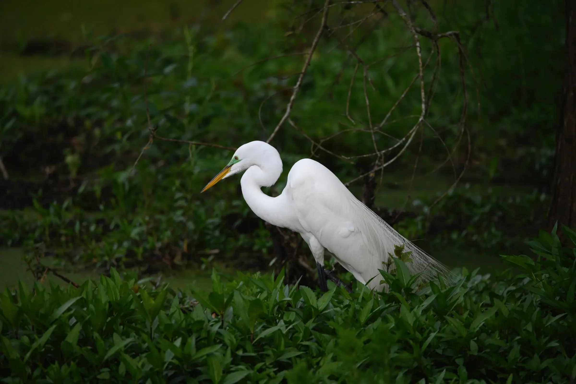 Great Egrets — photograph 26