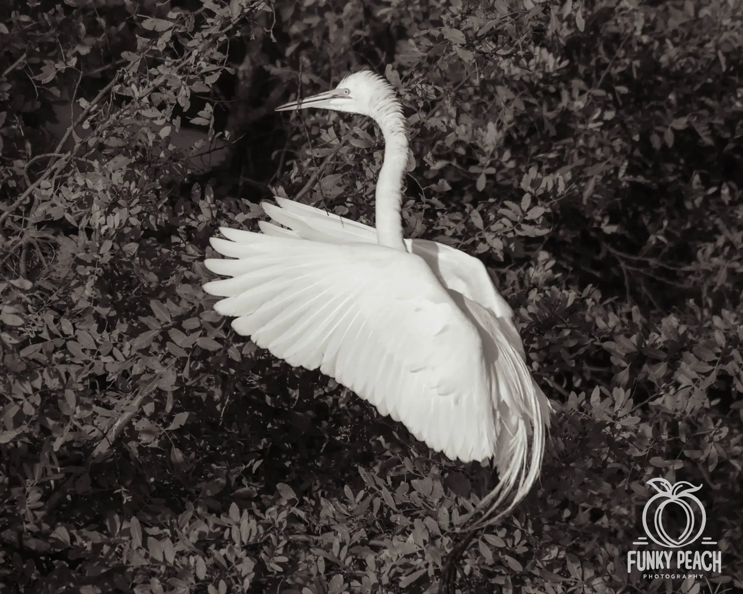 Great Egrets — photograph 45