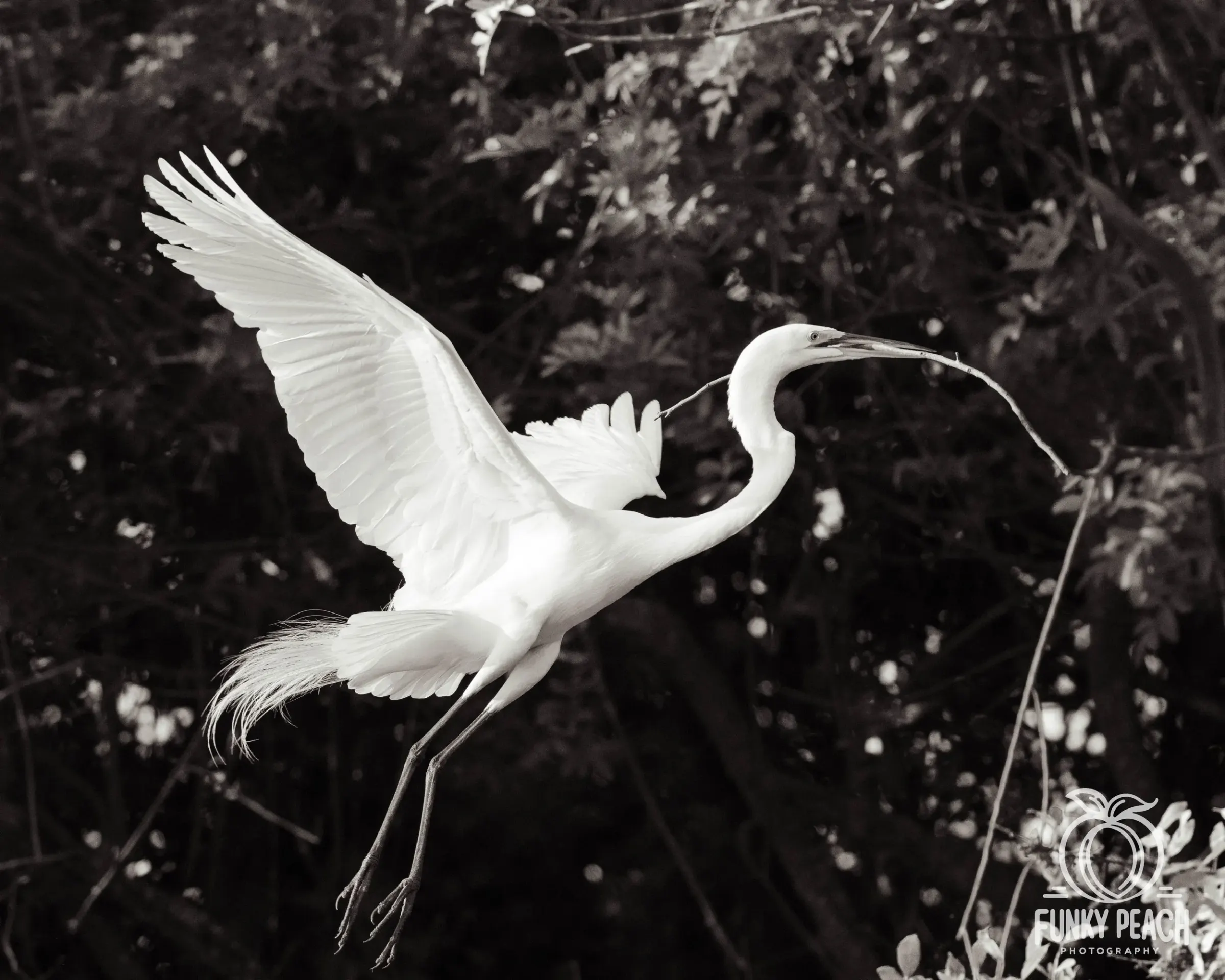 Great Egrets — photograph 40
