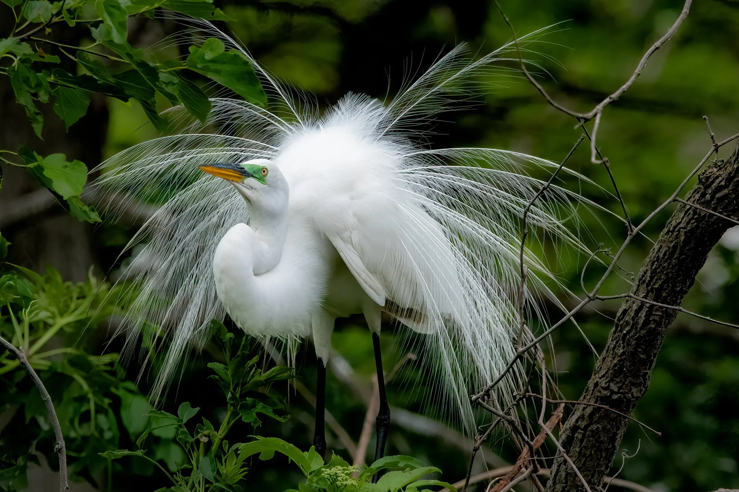 Great Egrets — photograph 18