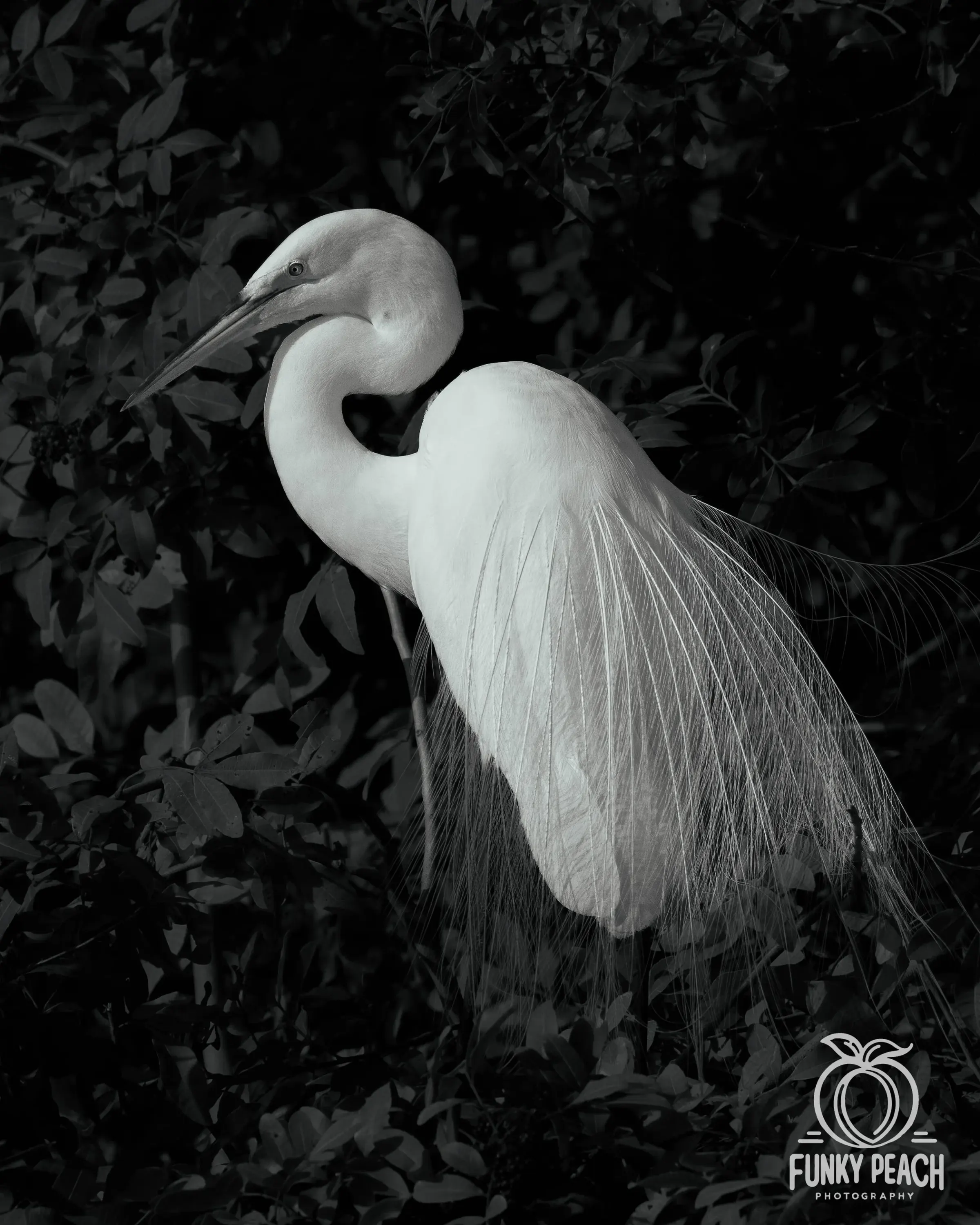 Great Egrets — photograph 63