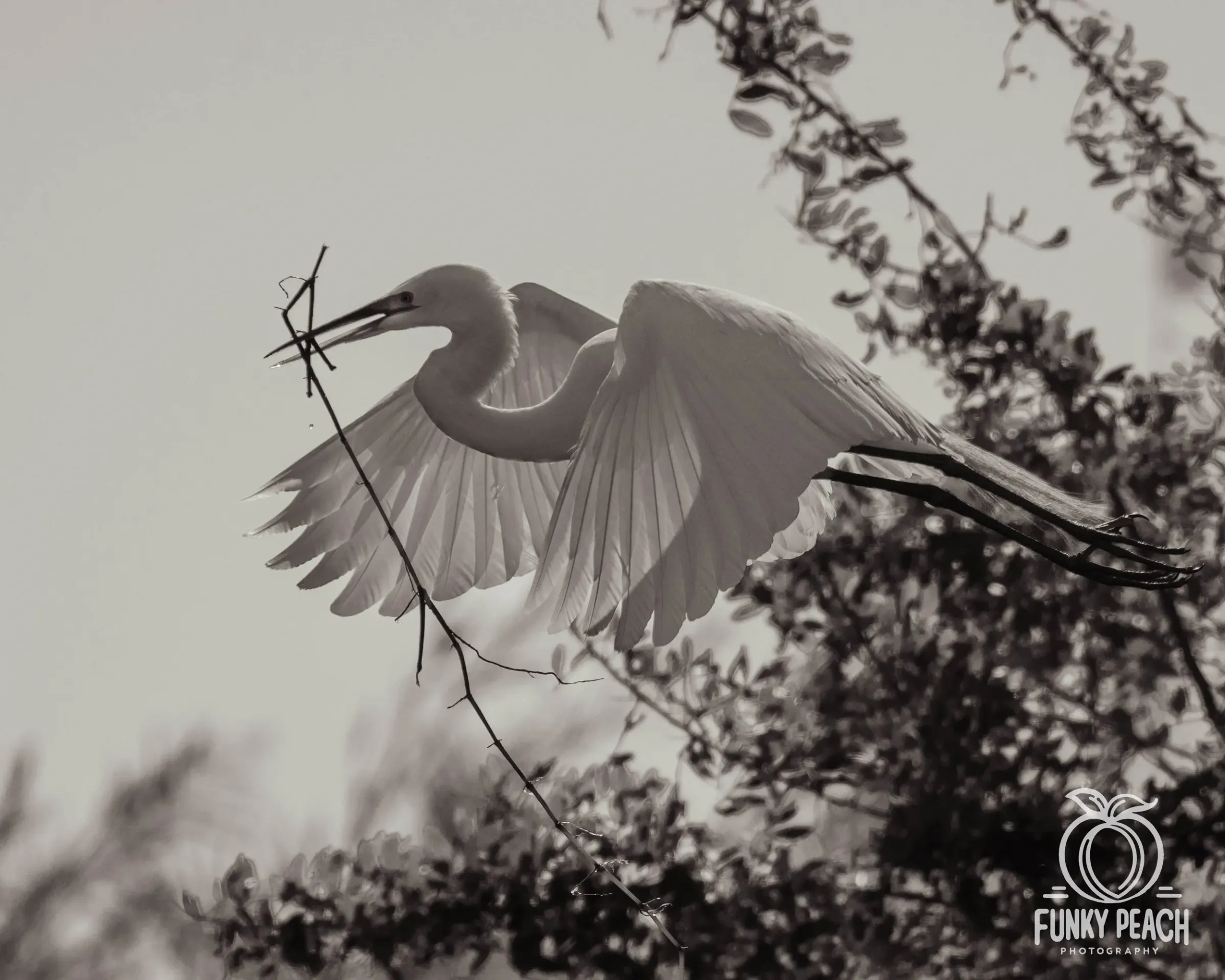 Great Egrets — photograph 69
