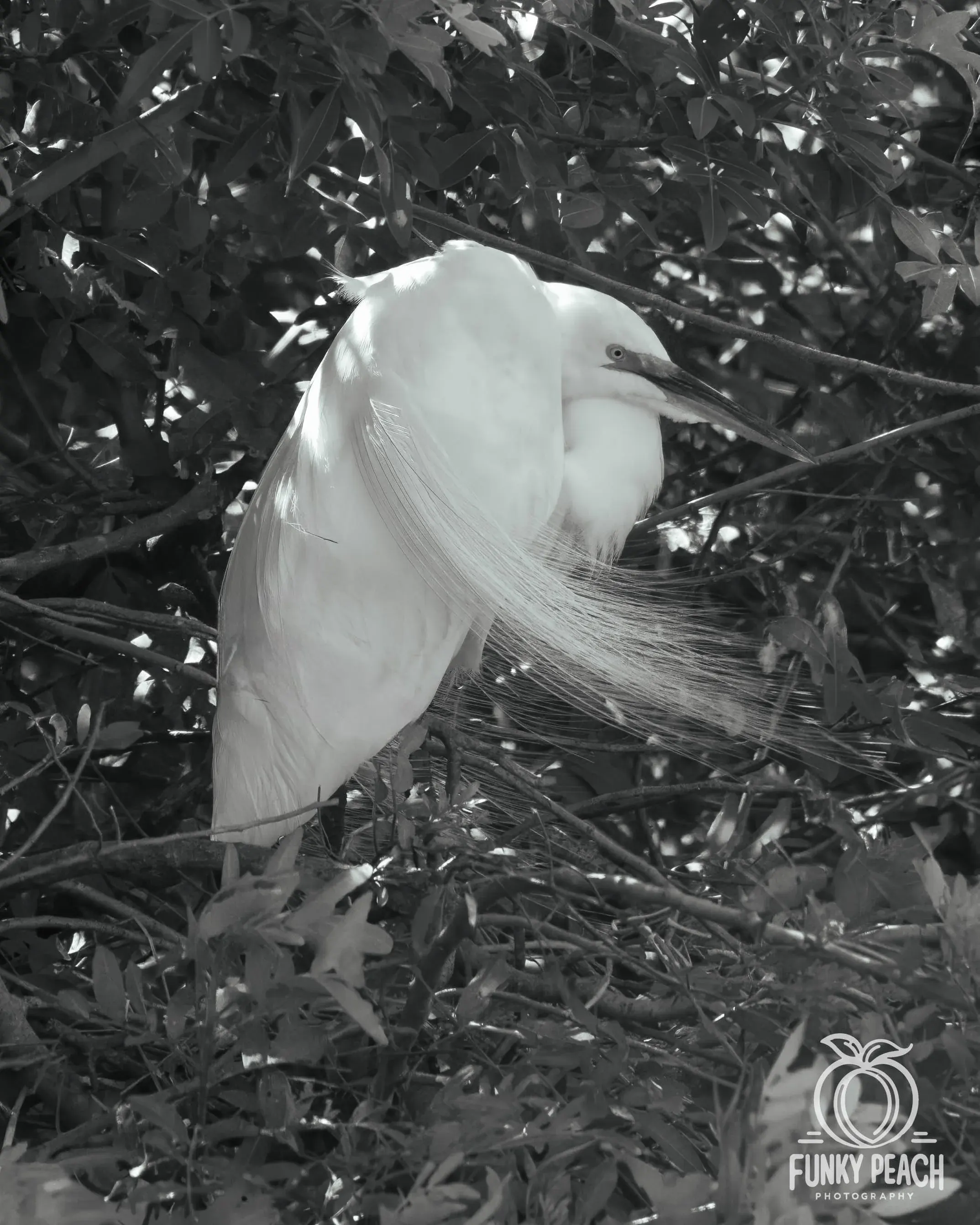 Great Egrets — photograph 68