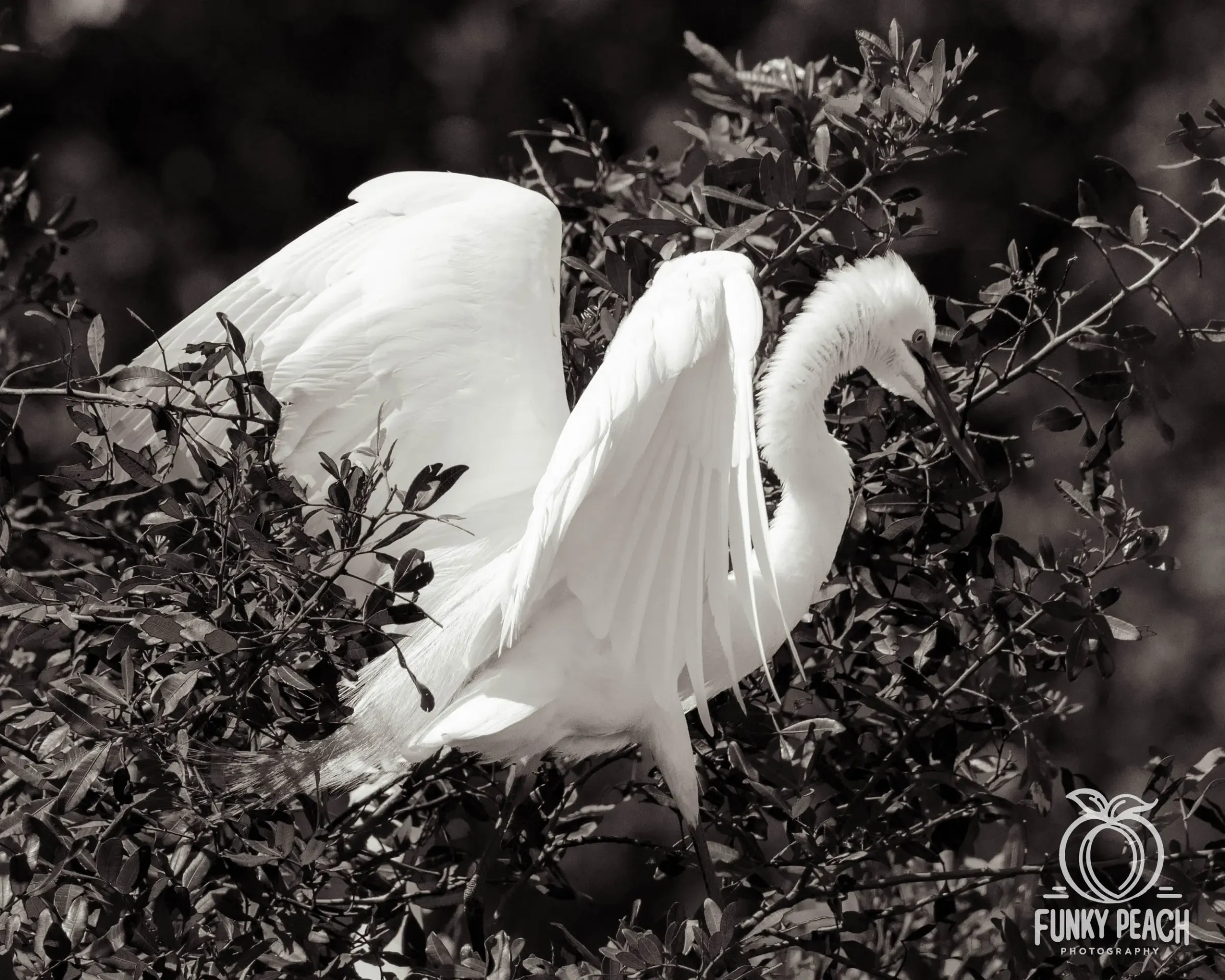 Great Egrets — photograph 73