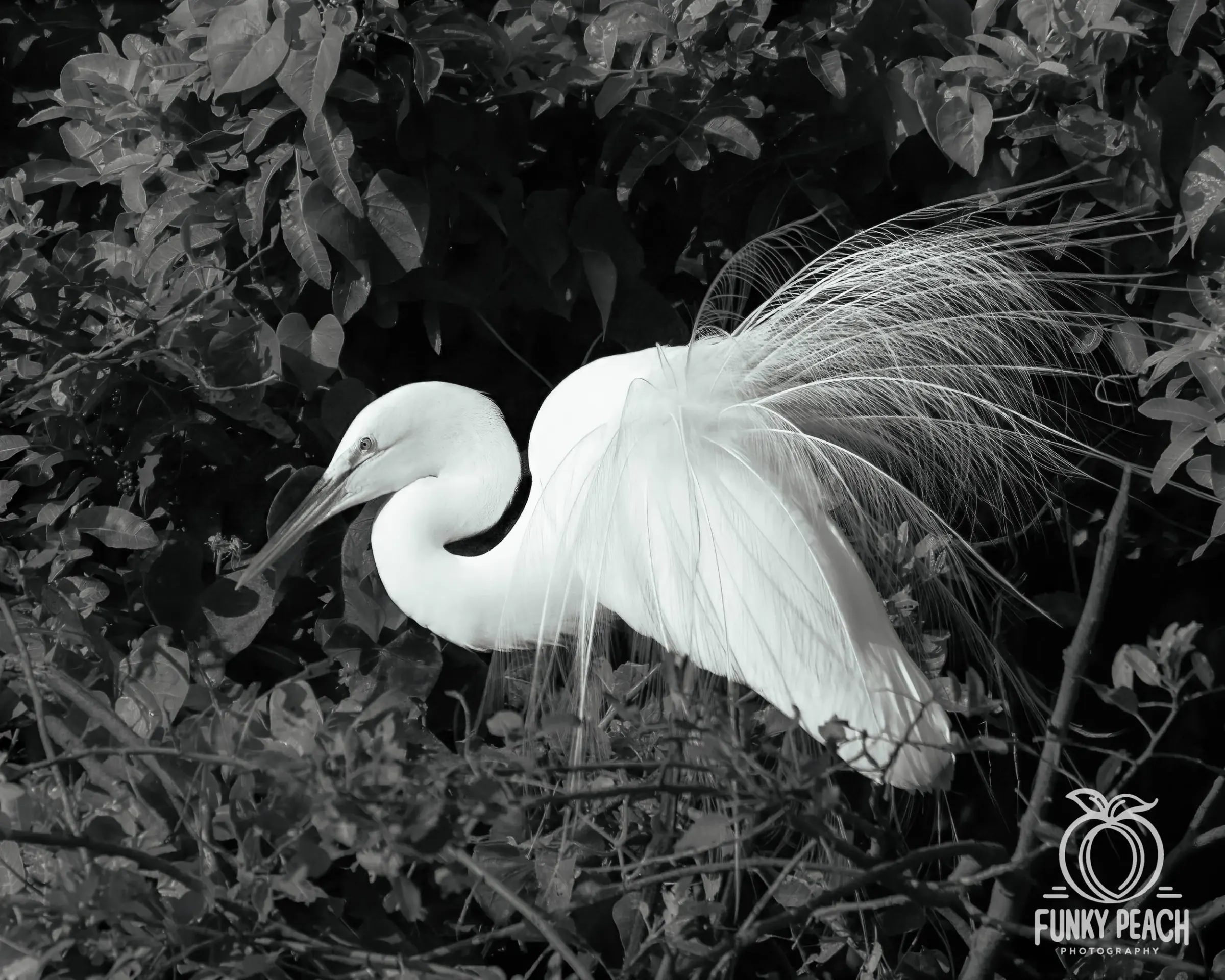 Great Egrets — photograph 55