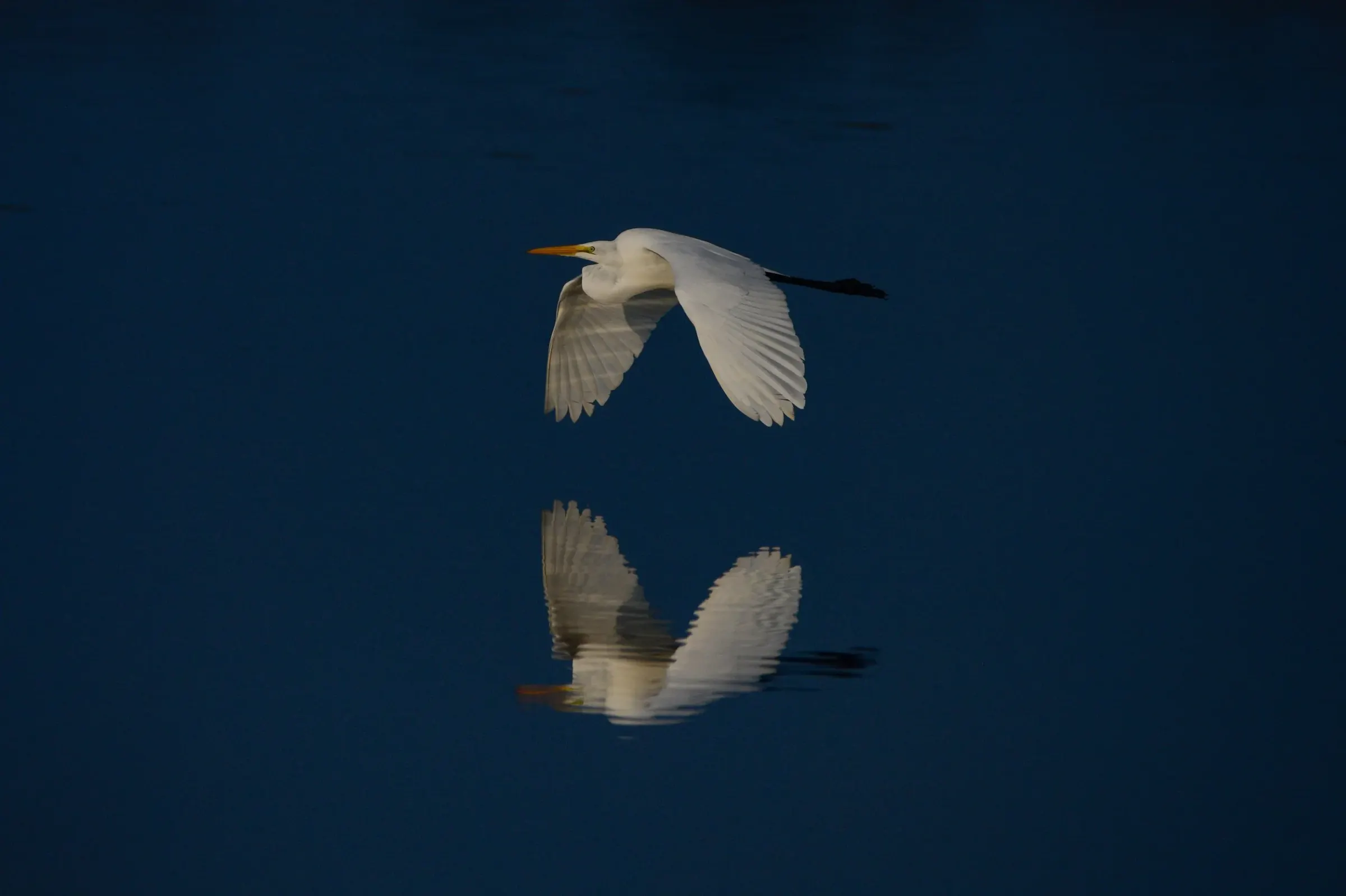 Great Egrets — photograph 25