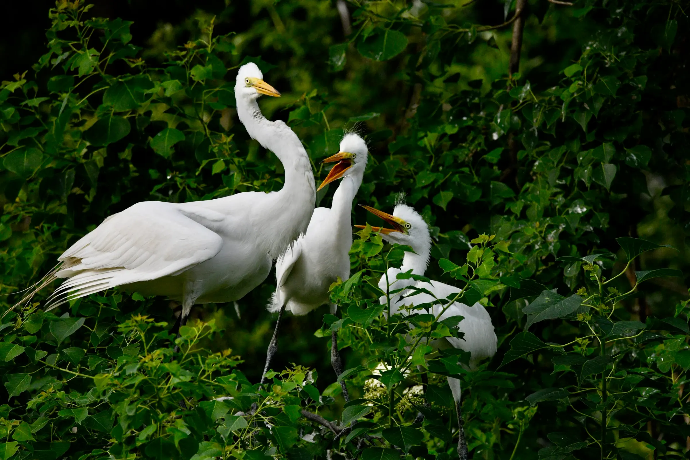 Great Egrets — photograph 3