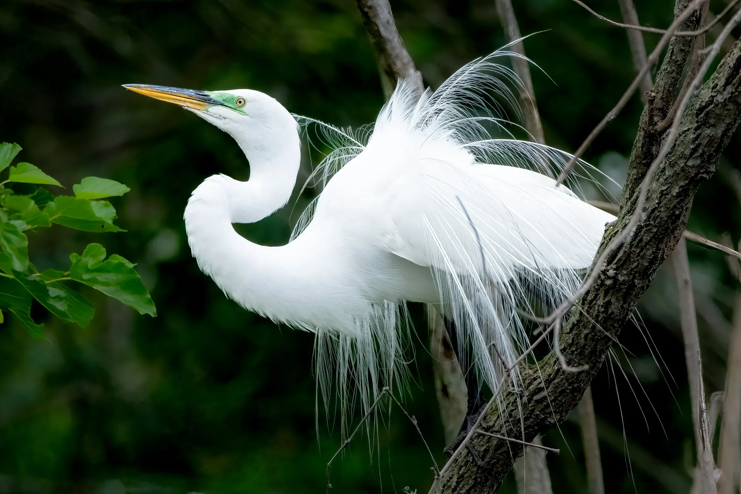 Great Egrets — photograph 11