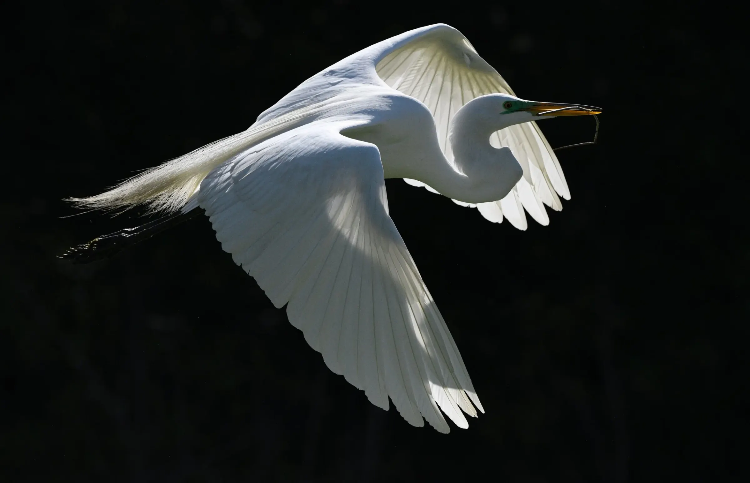 Great Egrets — album cover