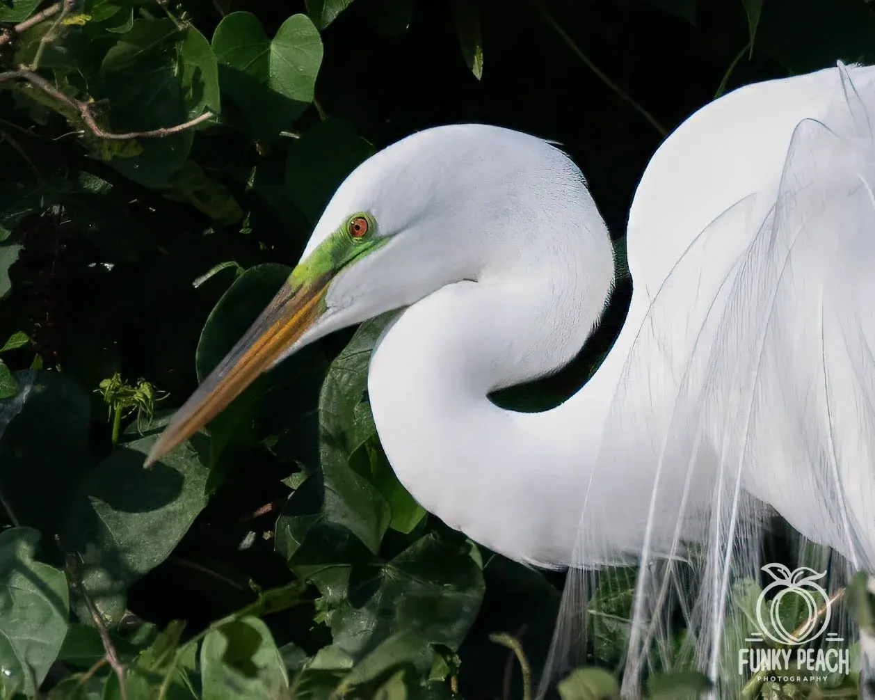 Great Egrets — photograph 56