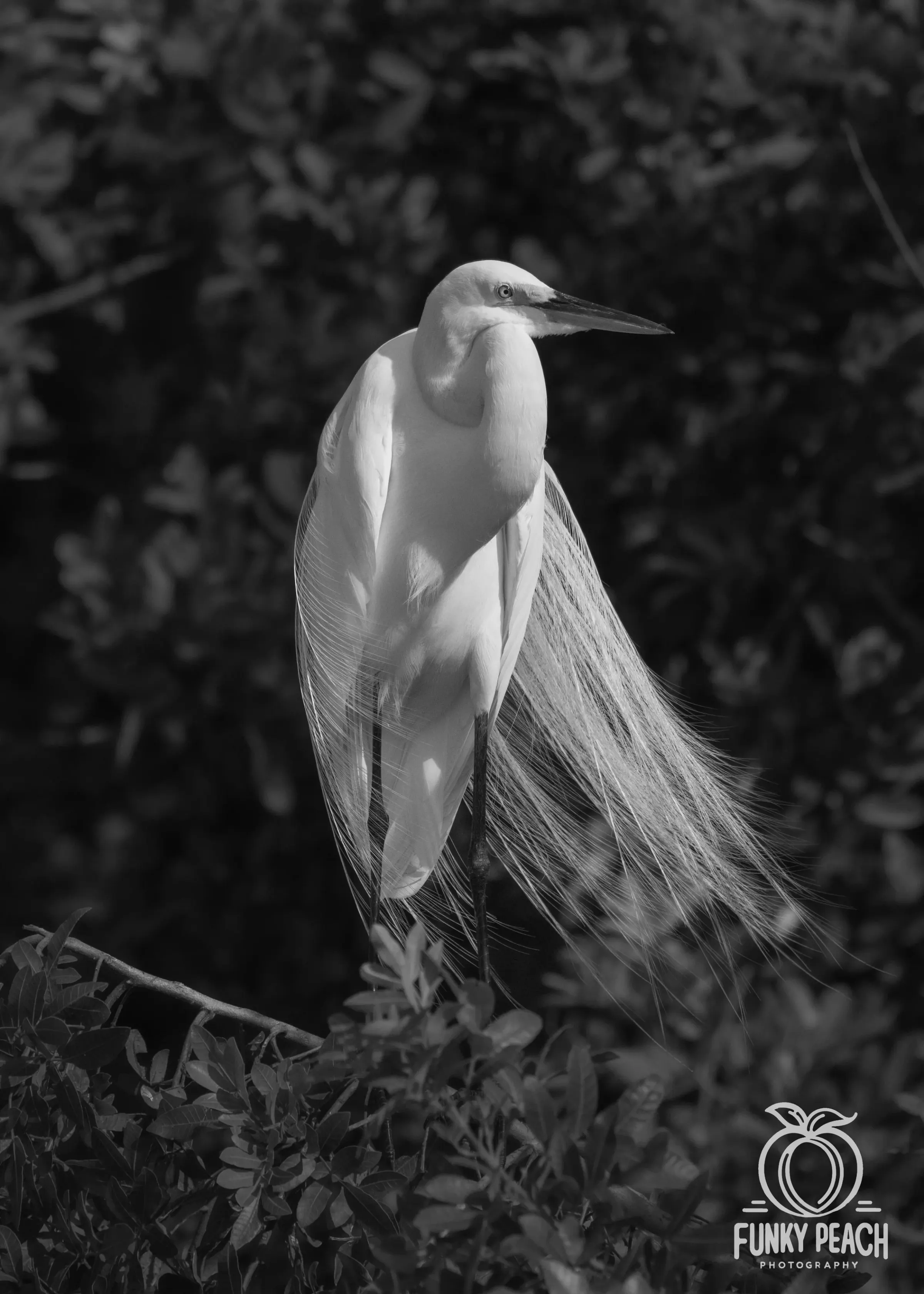 Great Egrets — photograph 67