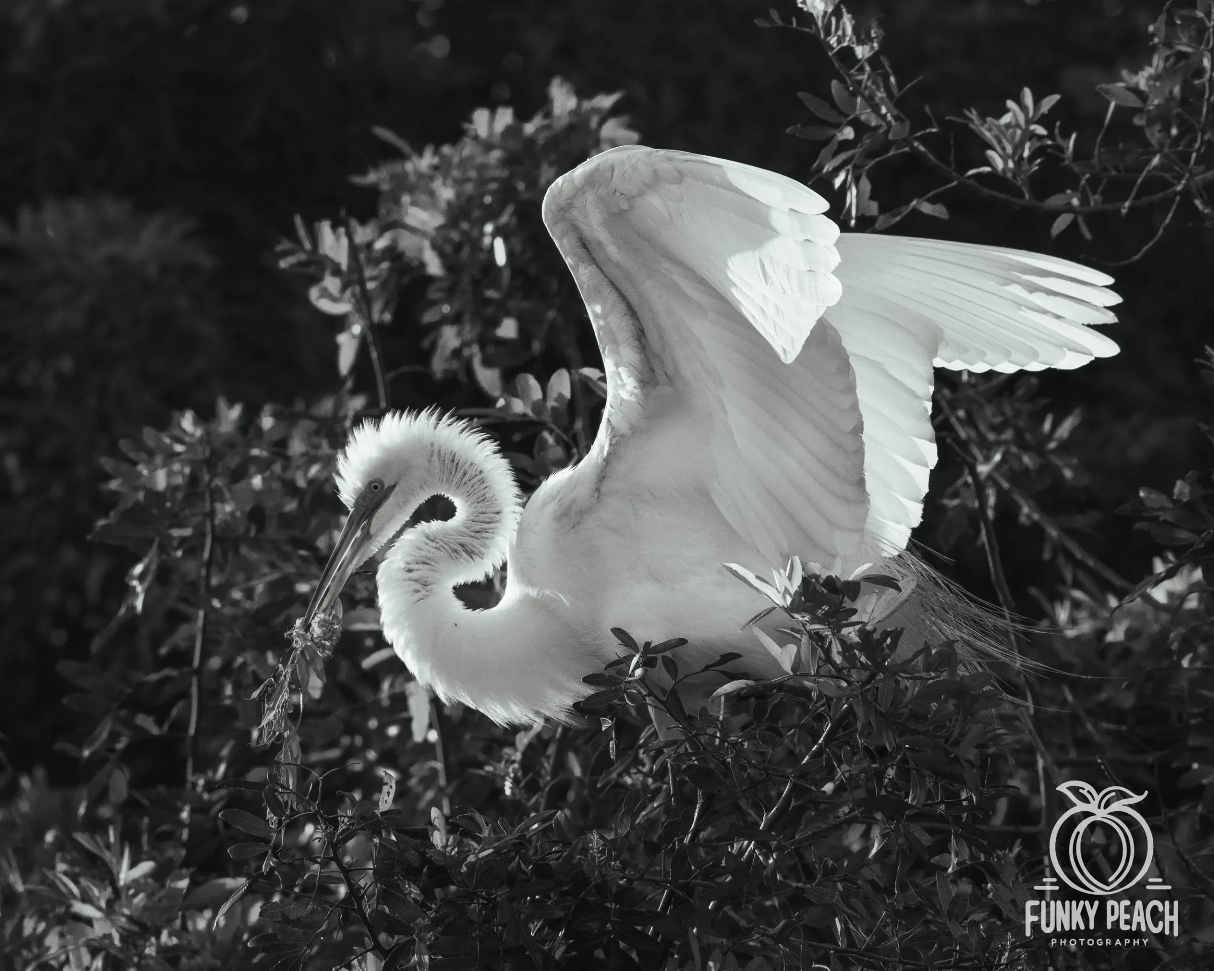Great Egrets — photograph 37